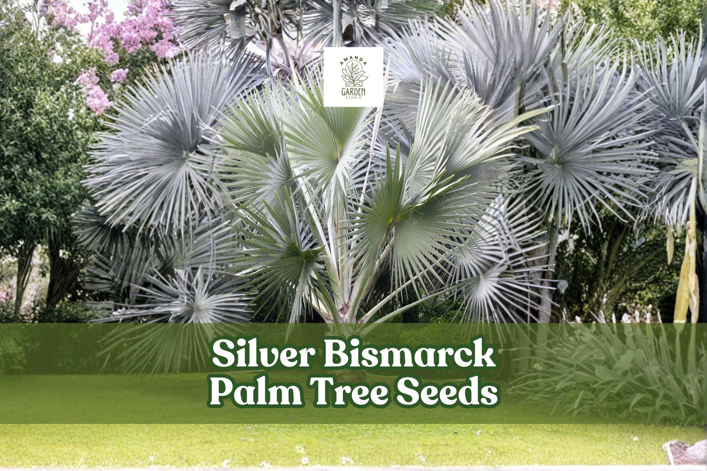 Silver Bismarck Palm Seeds - 3 Premium Seeds, Ornamental Tropical Palm, Bismarckia nobilis, Silvery Blue Foliage