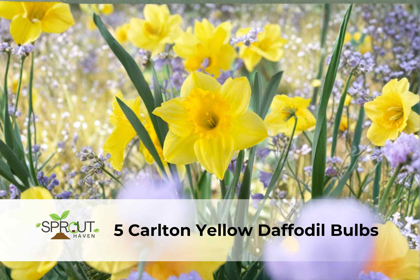 5 Daffodil Bulbs | Carlton Yellow Cupped | Narcissus ‘Carlton’ | Hardy Spring Perennial for Borders & Containers