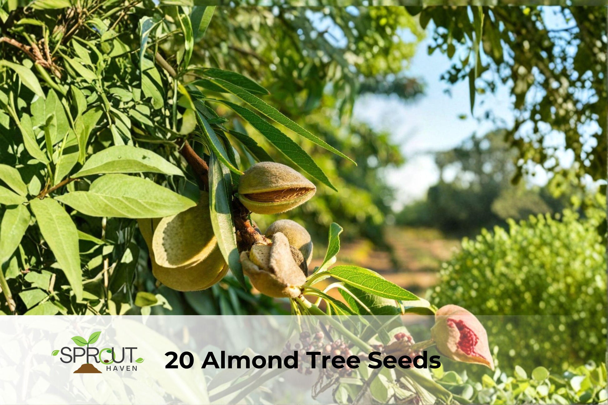 20 Almond Tree Seeds | Prunus dulcis | Ornamental Flowering Tree | Fast-Growing Pink-White Blossoms for Home Landscapes