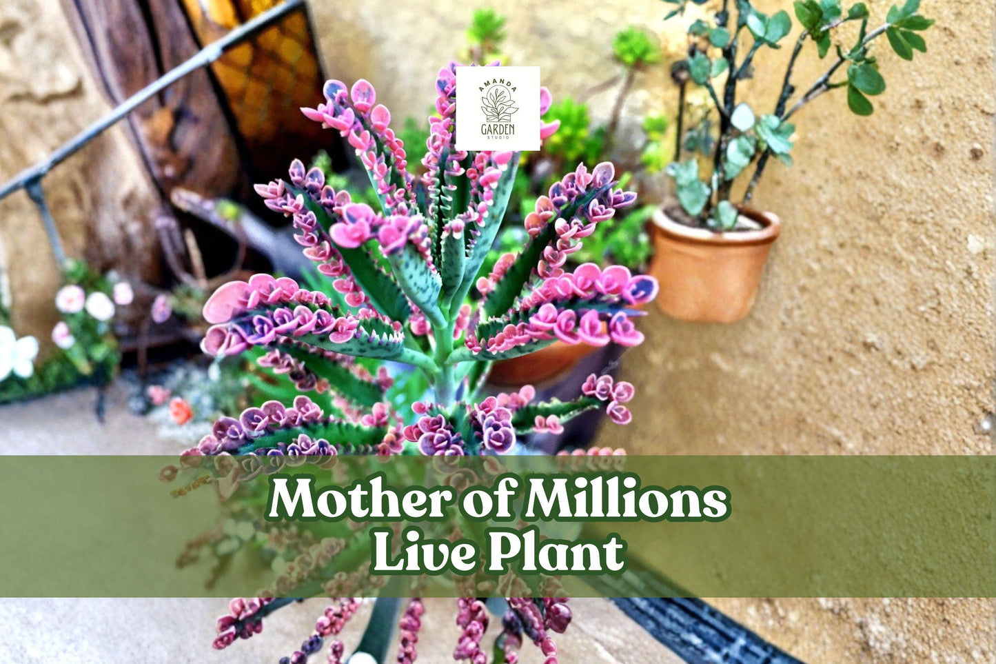 Mother of Millions Plant | 2 Inch Kalanchoe delagoensis | Drought-Tolerant Succulent Starter | Green Leaves with Unique Baby Plantlets