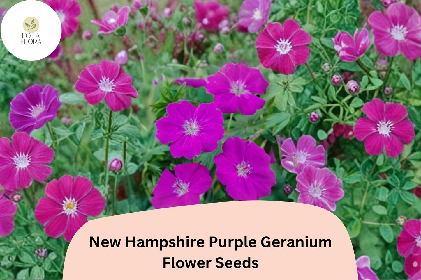 25+ New Hampshire Purple Geranium Seeds | Hardy Perennial | Geranium sanguineum 'New Hampshire Purple' | Attracts Bees & Butterflies