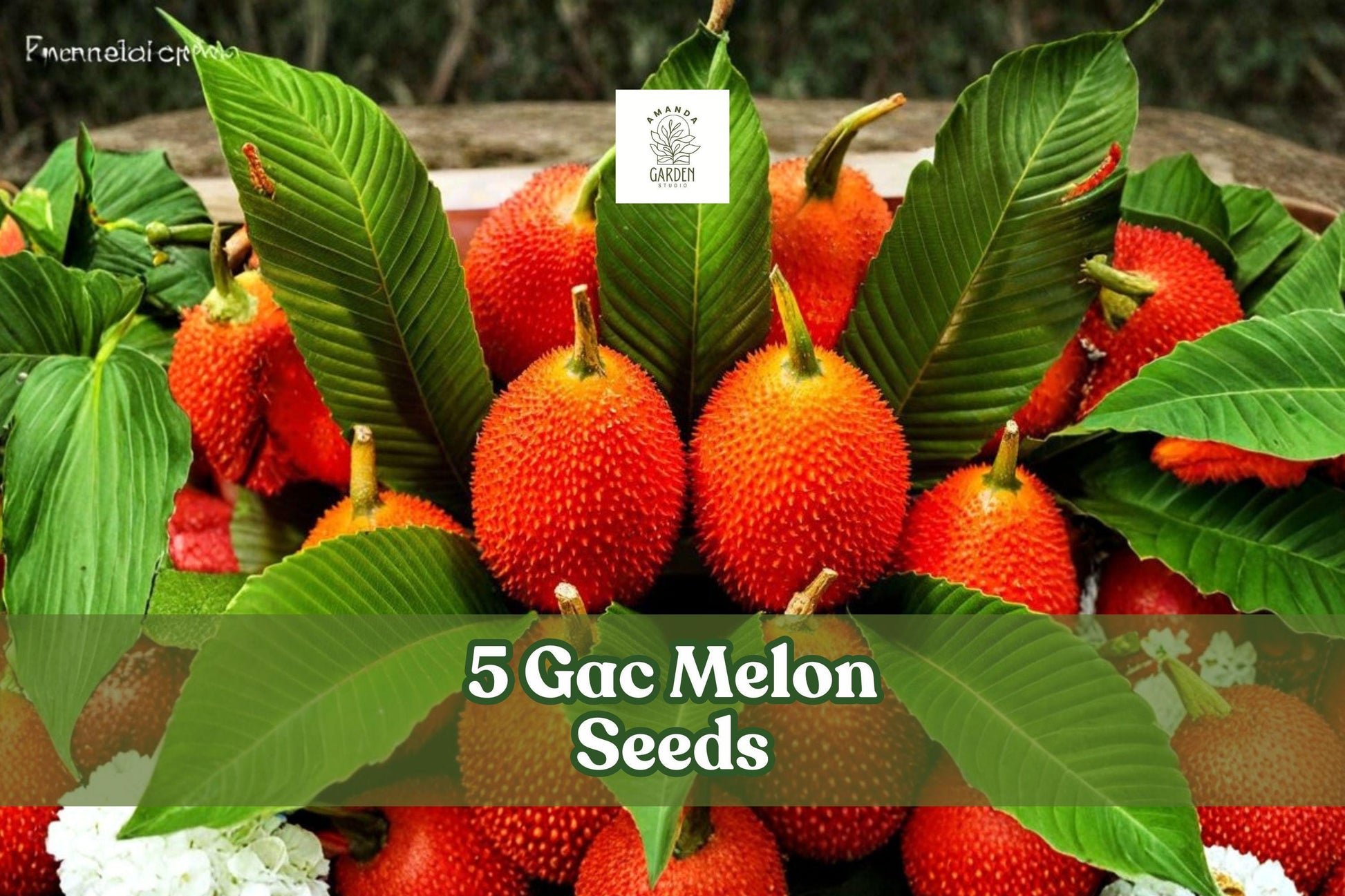 Gac Melon Seeds - 5 Non-GMO Momordica cochinchinensis - Compact Climbing Vine with Bright Spiky Fruit - Tropical Garden Accent