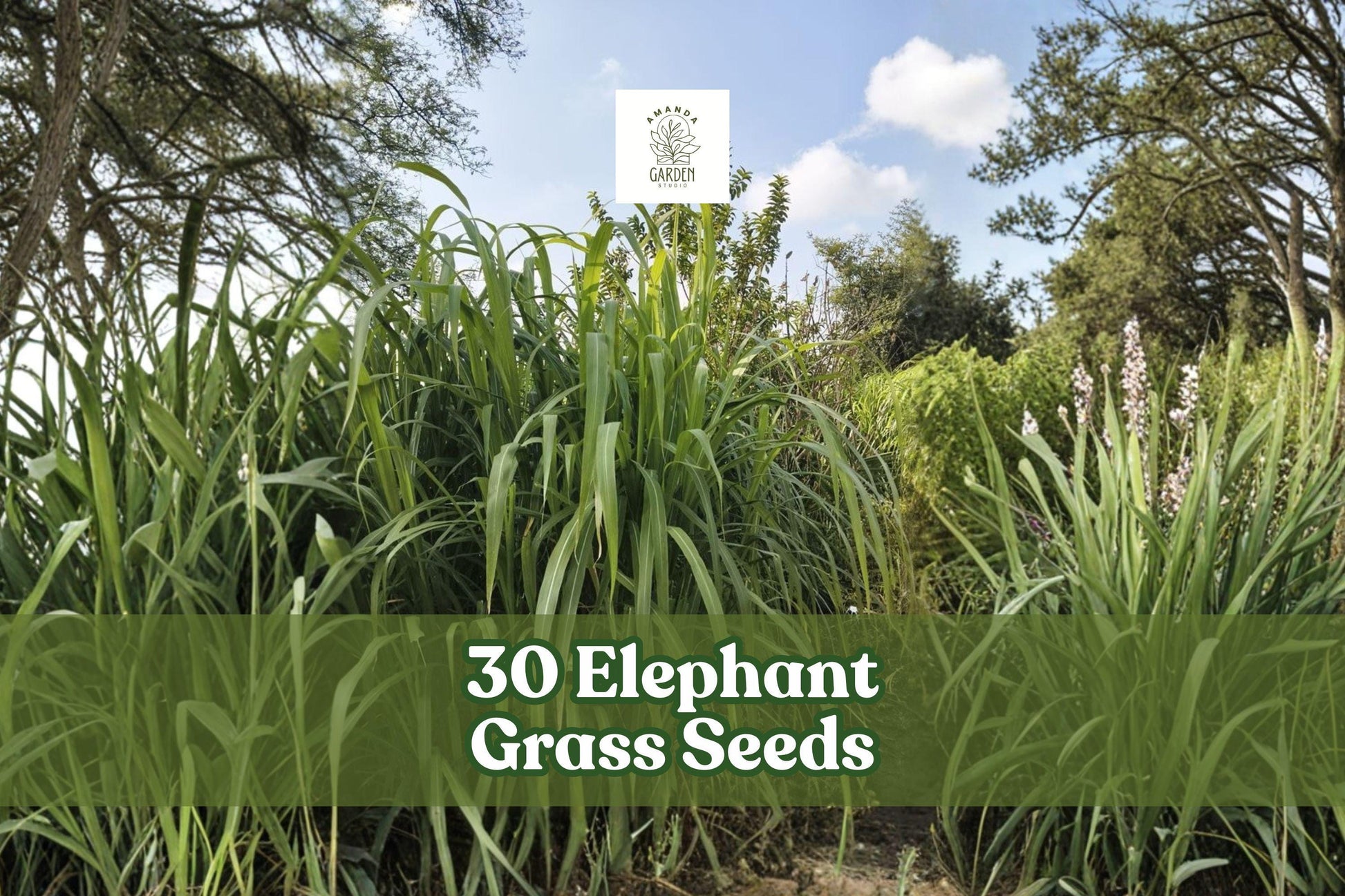30 Elephant Grass Seeds | Pennisetum purpureum | Fast Growing Ornamental Grass | USA Grown for Fencing & Landscaping