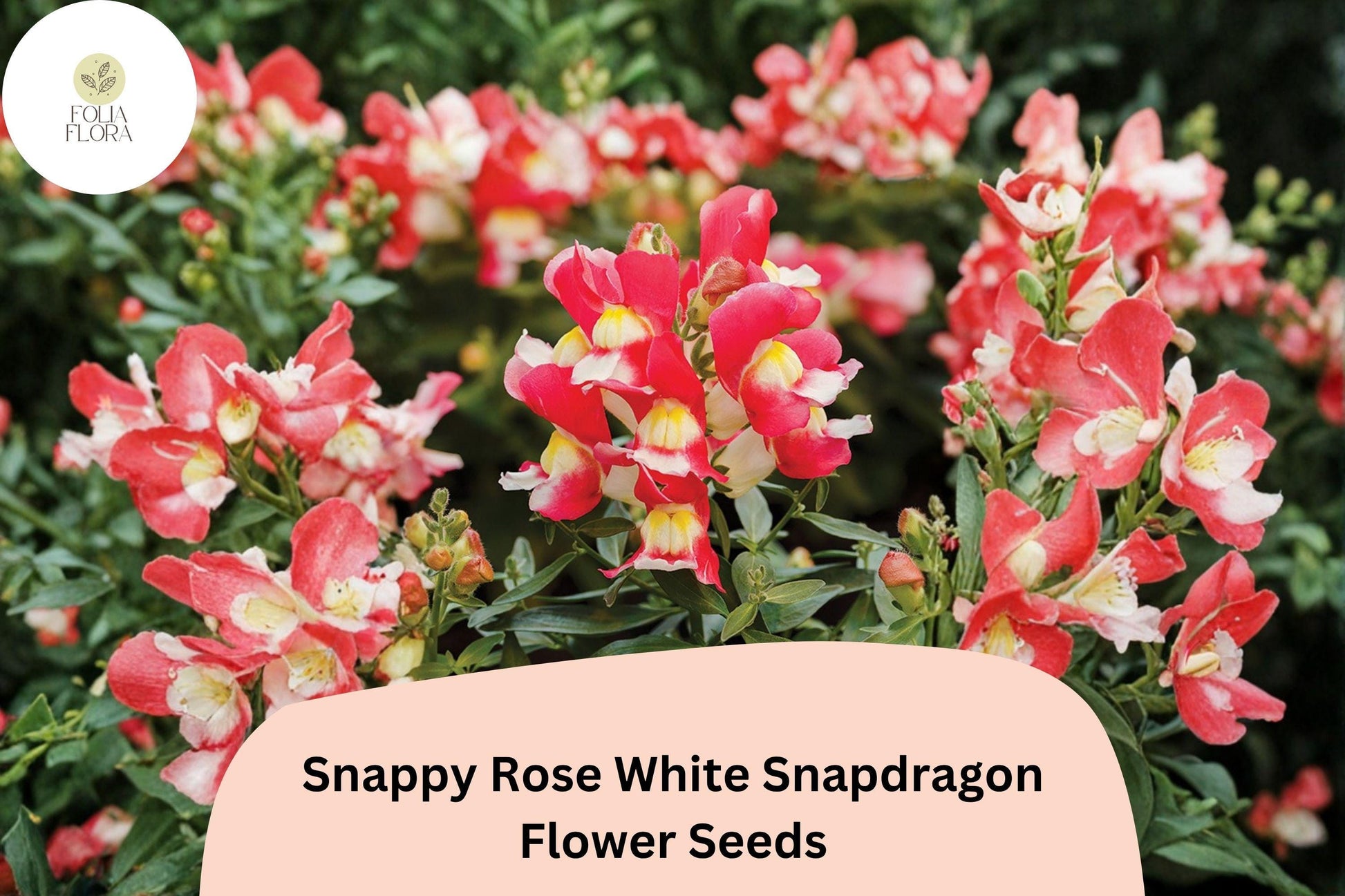 1000+ Snapdragon Seeds | Snappy Rose White | Antirrhinum majus | Bicolor Pink & White Blooms for Garden Beds & Containers