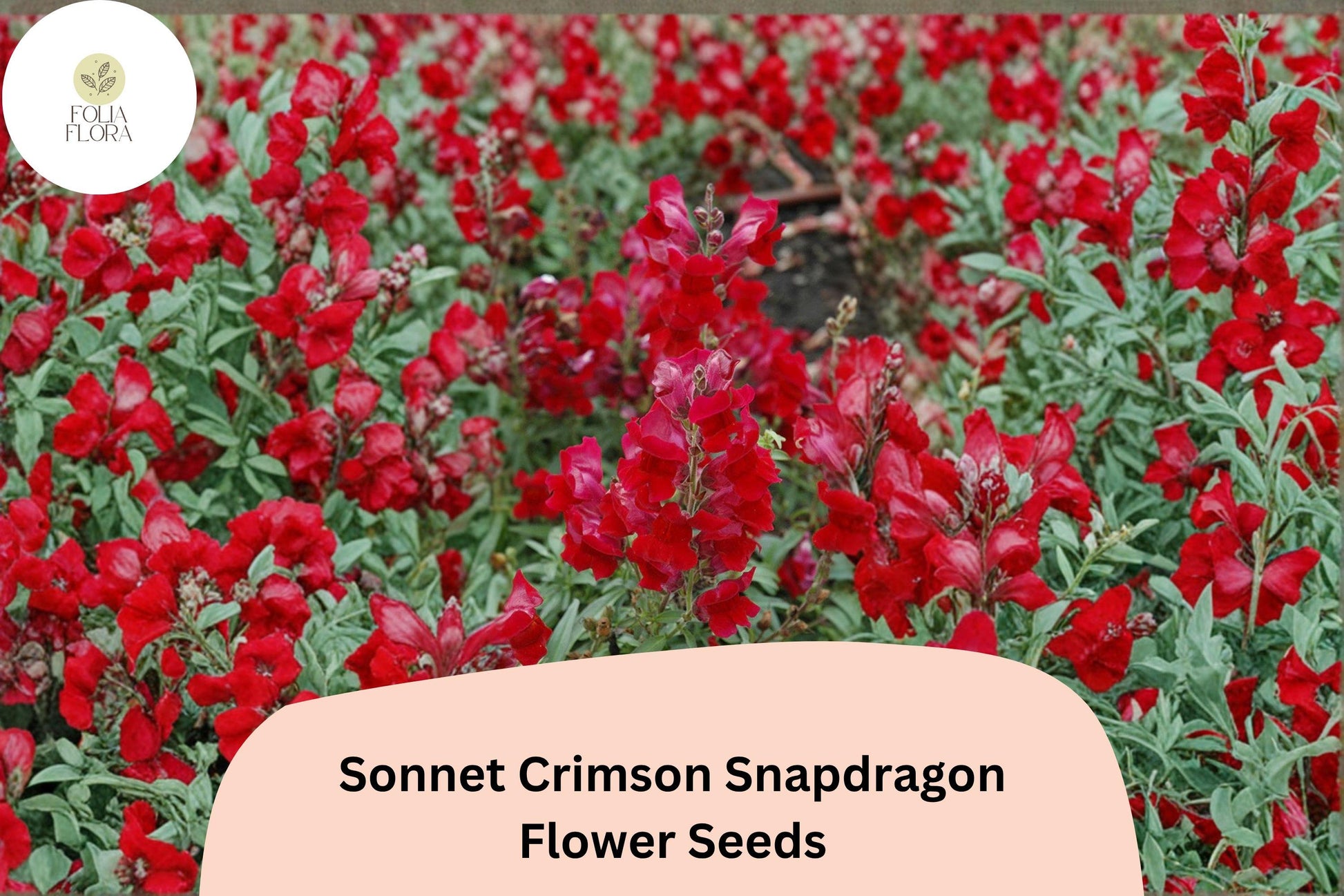 Sonnet Crimson Snapdragon Seeds | 1000+ Deep Red Antirrhinum majus | Compact Annual for Borders & Cut Flowers