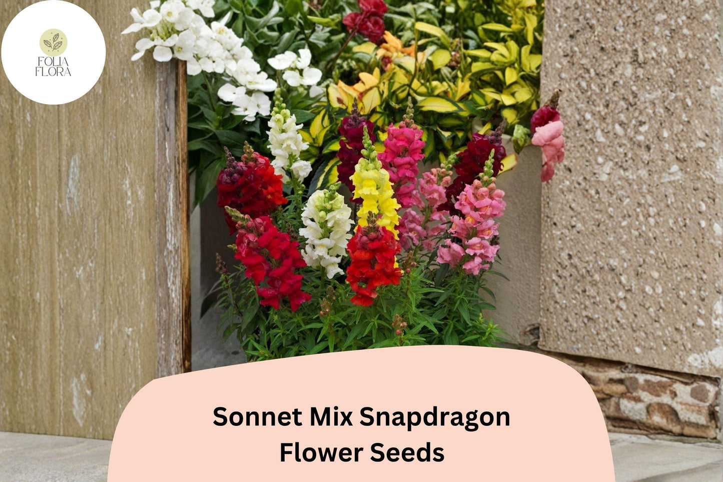 Snapdragon Seeds - 1000+ Sonnet Mix - Colorful Antirrhinum majus - Vibrant Red, Pink, Yellow, White, Orange Garden Flowers