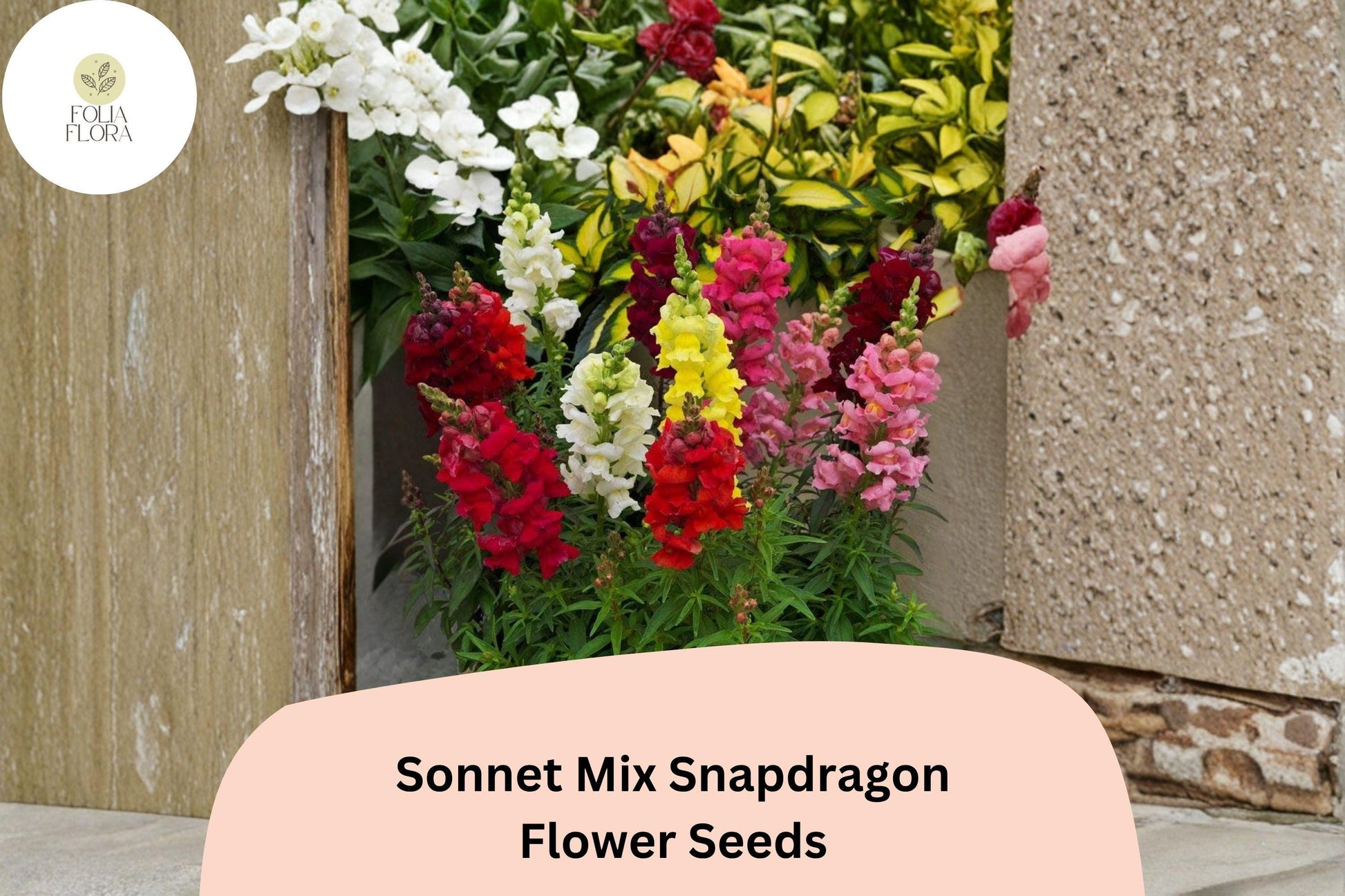 Snapdragon Seeds - 1000+ Sonnet Mix - Colorful Antirrhinum majus - Vibrant Red, Pink, Yellow, White, Orange Garden Flowers