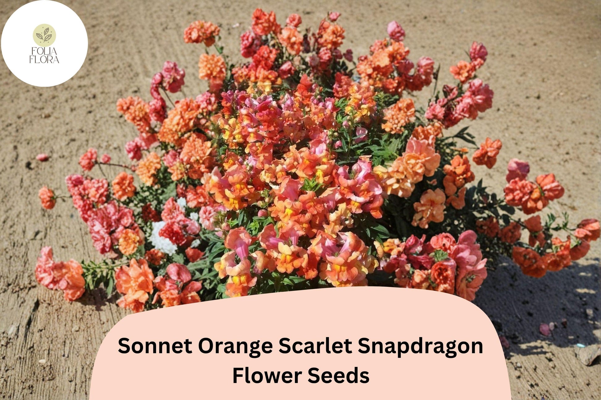 Snapdragon Seeds - 1000+ Sonnet Orange Scarlet - Antirrhinum majus - Bright Orange-Red Garden Flowers for Borders & Bouquets