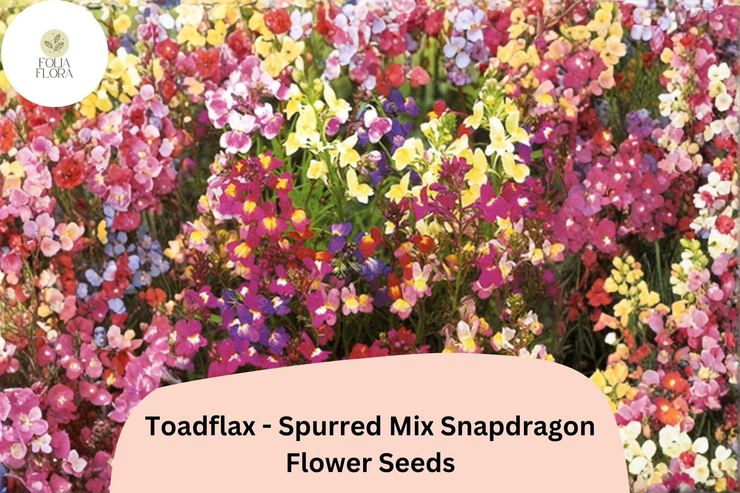 Toadflax Spurred Mix Seeds | 1000+ Linaria maroccana | Colorful Wildflower Blend for Gardens & Containers