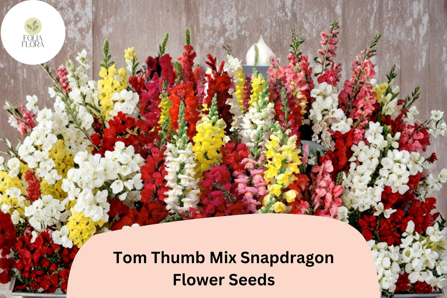 Tom Thumb Mix Snapdragon Seeds - 1000+ Antirrhinum majus nanum - Dwarf Colorful Blooms for Borders & Containers