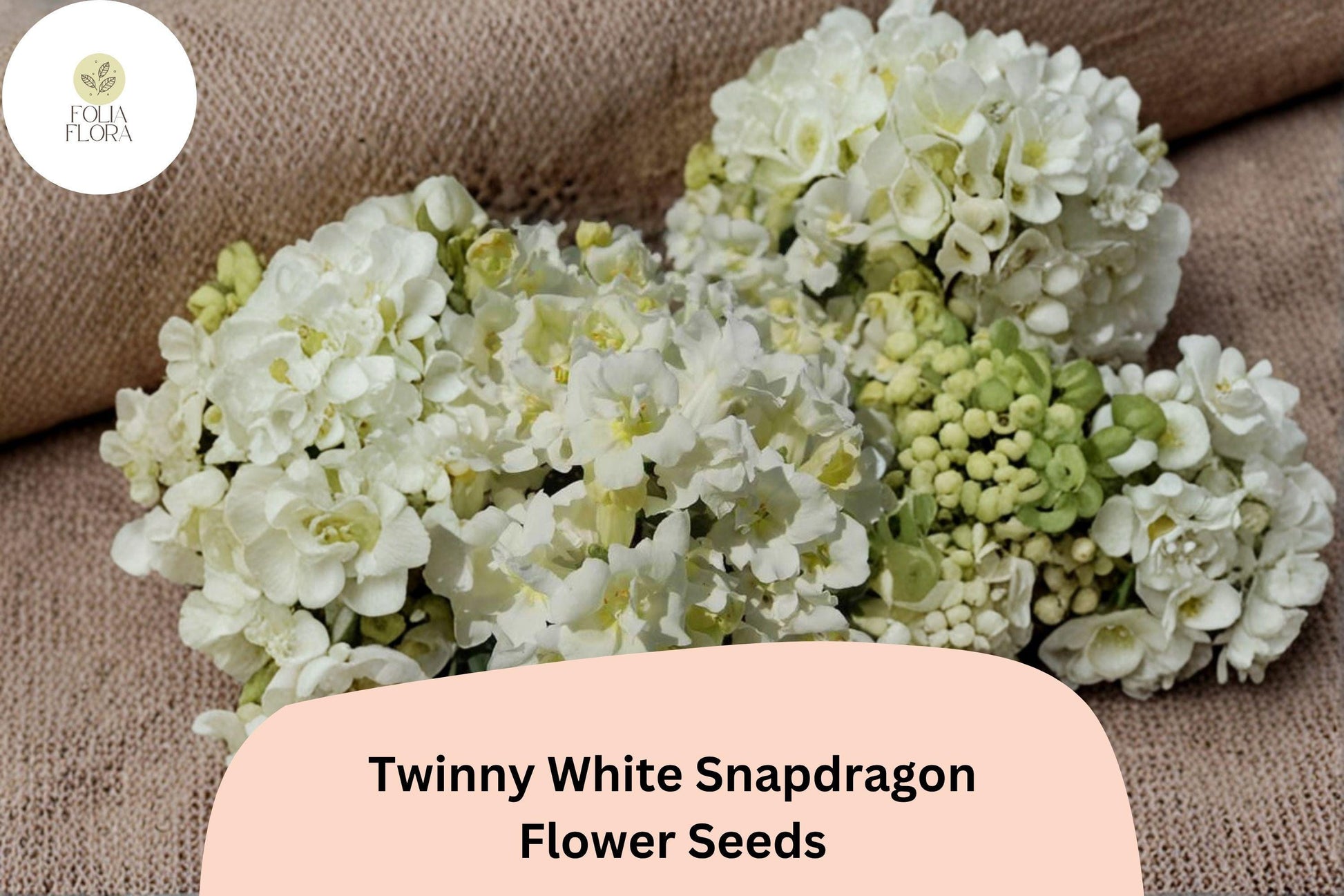 1000+ Snapdragon Seeds | Twinny White | Antirrhinum majus | Double Ruffled Blooms for Borders & Containers