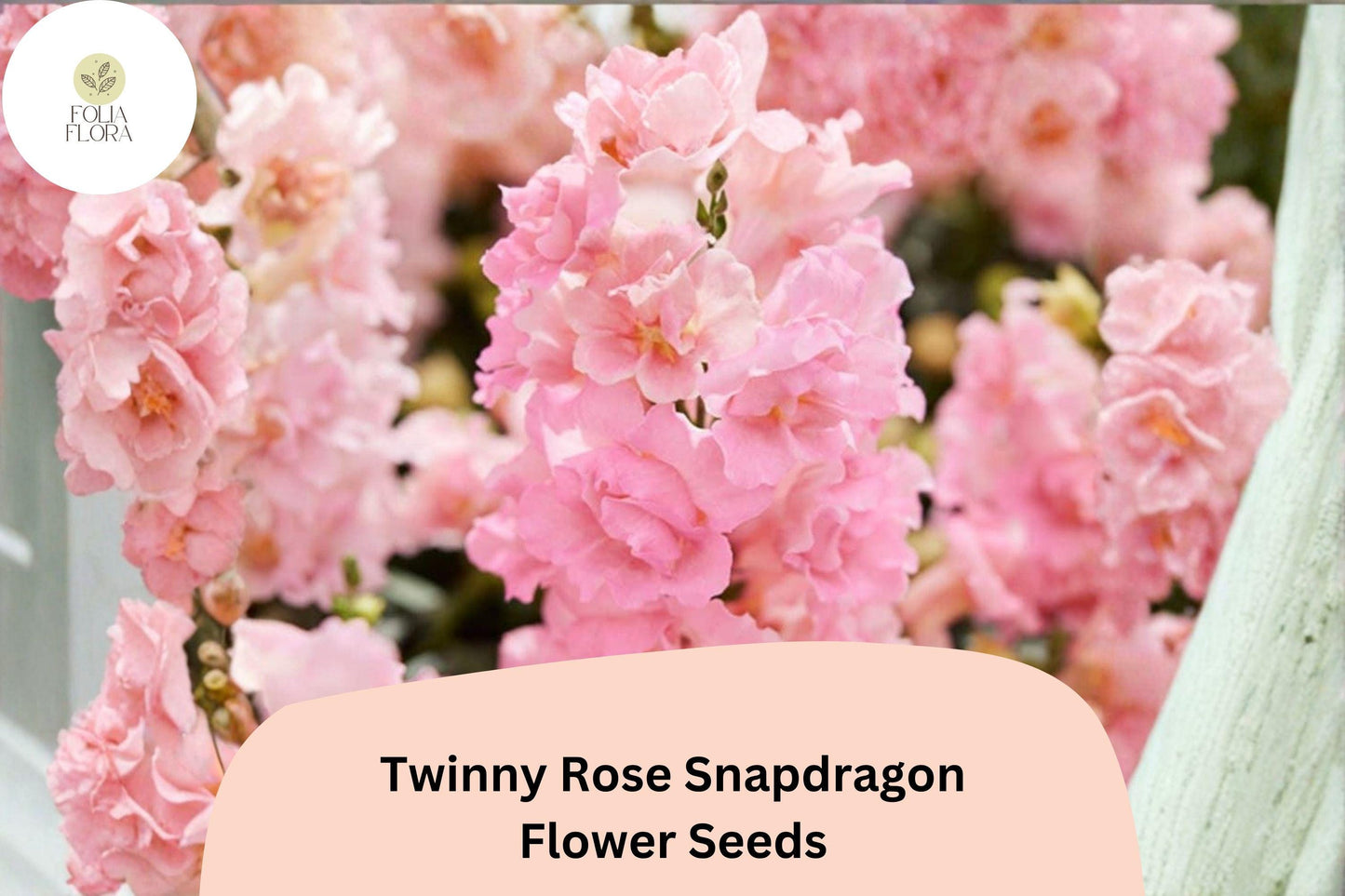 1000+ Snapdragon Seeds | Twinny Rose | Double Pink Blooms | Antirrhinum majus | Ideal for Beds, Borders & Containers