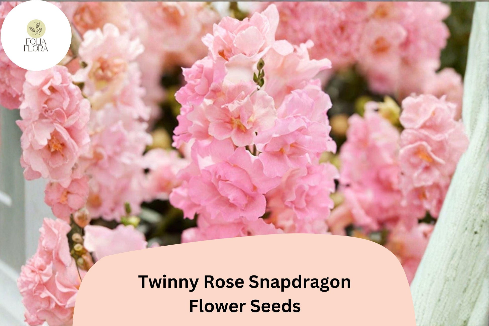1000+ Snapdragon Seeds | Twinny Rose | Double Pink Blooms | Antirrhinum majus | Ideal for Beds, Borders & Containers