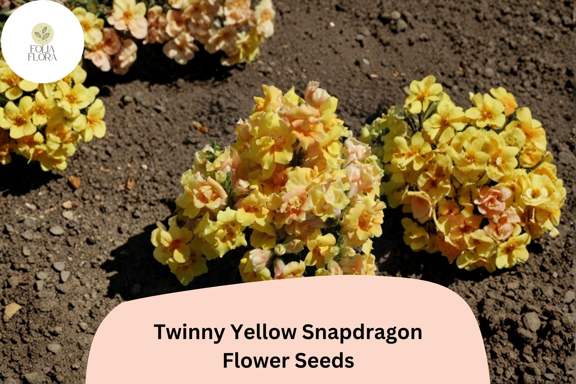 Snapdragon Seeds 1000+ Twinny Yellow Shades Antirrhinum majus Double Yellow Blooms for Beds Borders Containers