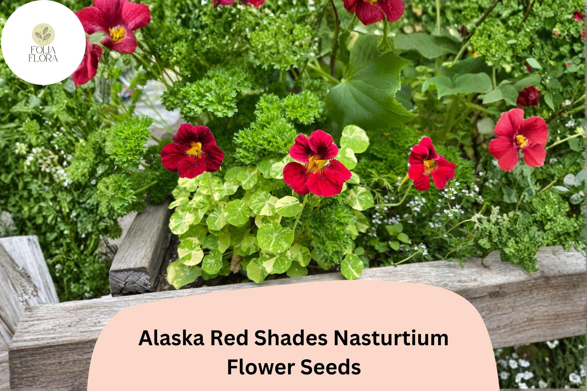 Alaska Red Shades Nasturtium Seeds | 50+ Tropaeolum majus | Vibrant Red Flowers & Variegated Foliage for Garden & Containers