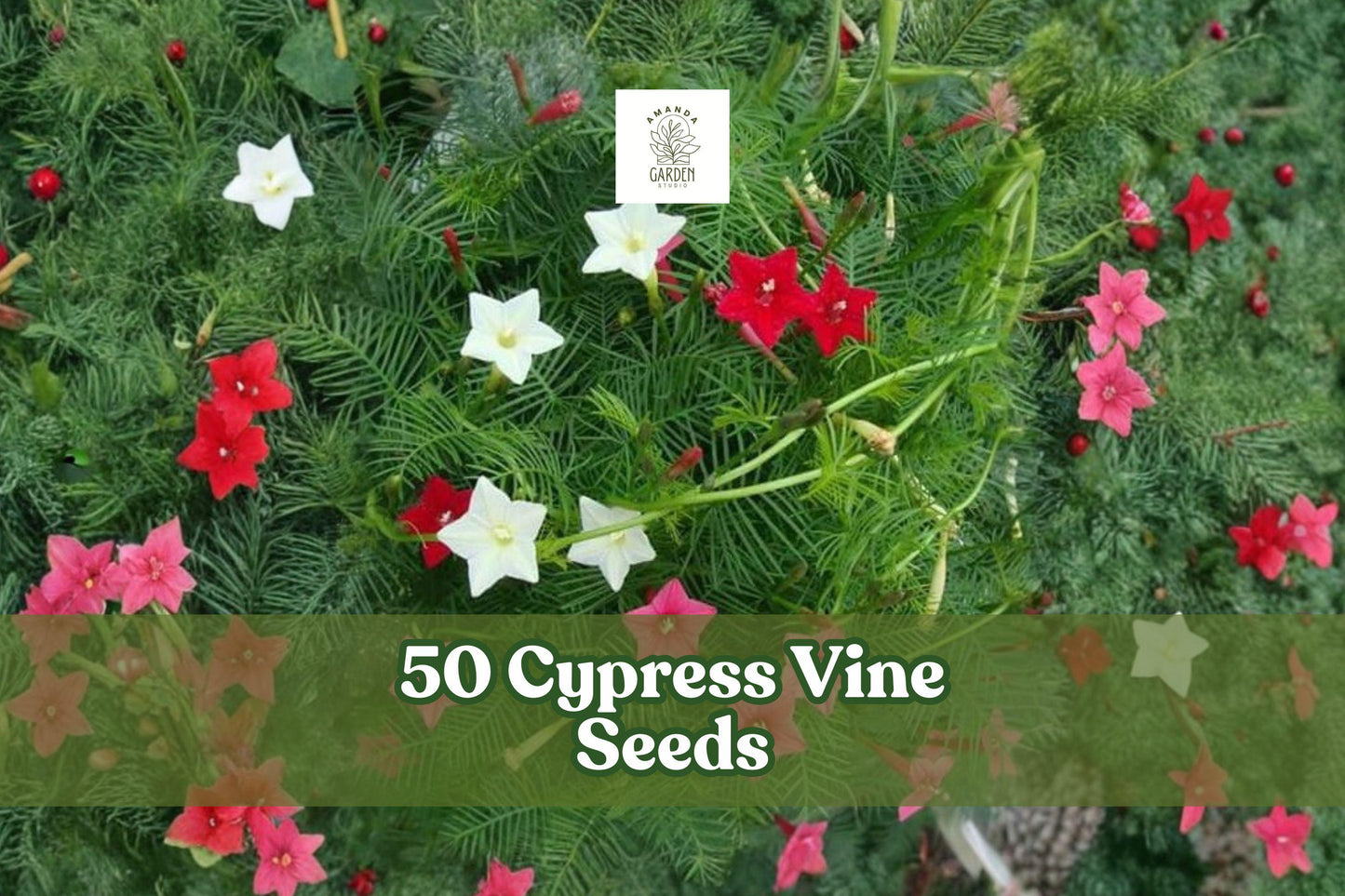 Cypress Vine Seeds - 50 Pack | Ipomoea quamoclit | Hummingbird Flower | Fast-Growing Climber | Ornamental Garden Plant