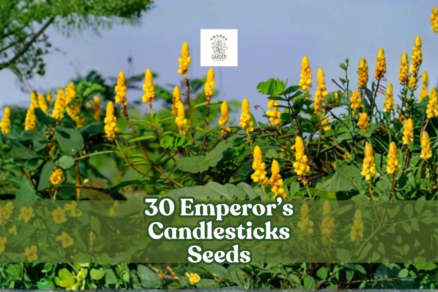 30 Emperor’s Candlesticks Seeds | Senna alata | Yellow Flowering Tropical Shrub | Non-GMO Ornamental Plant Seeds