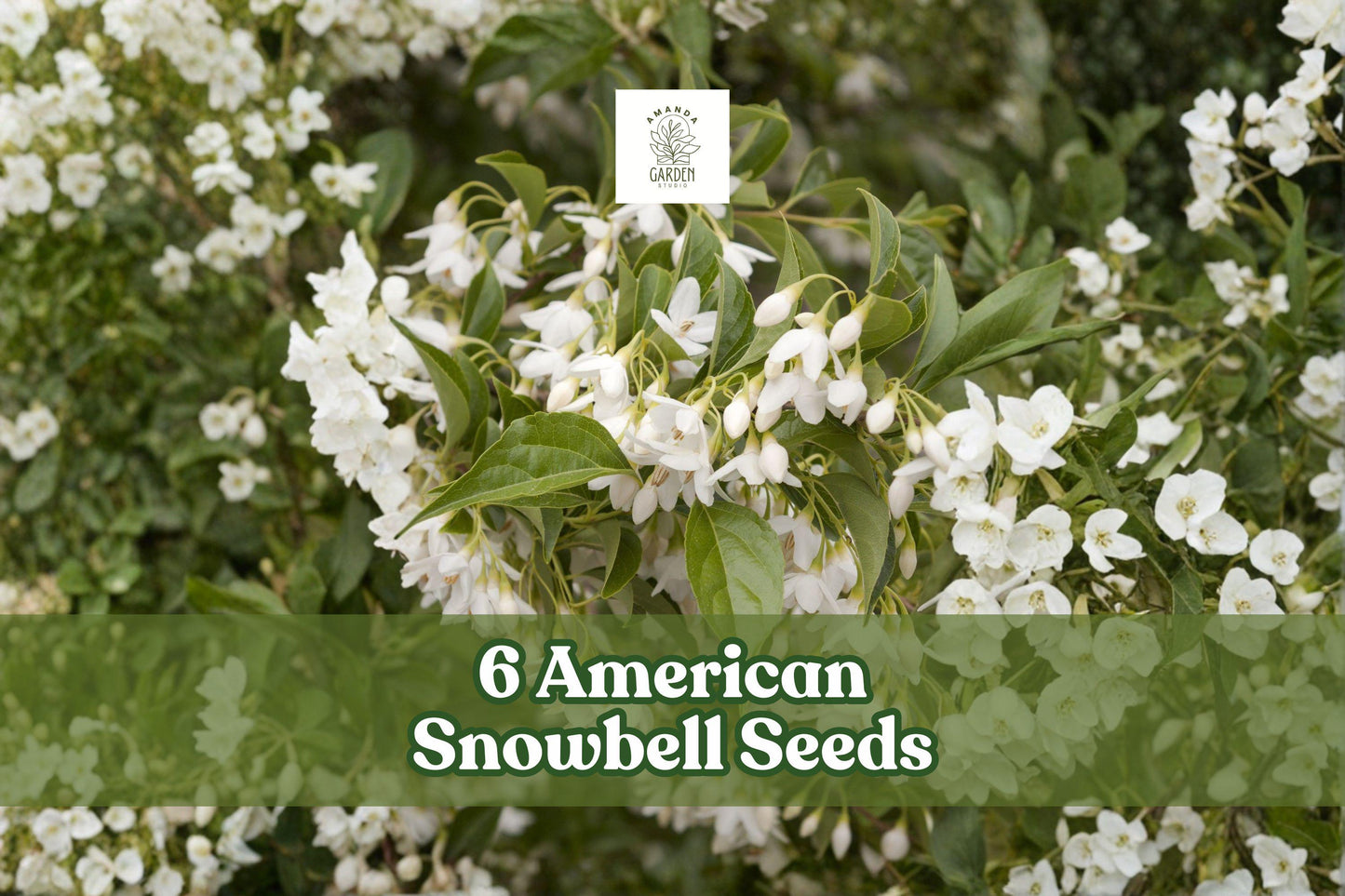 6 American Snowbell Seeds | White Flowering Shrub | Styrax americanus | Hardy Ornamental Plant for Gardens