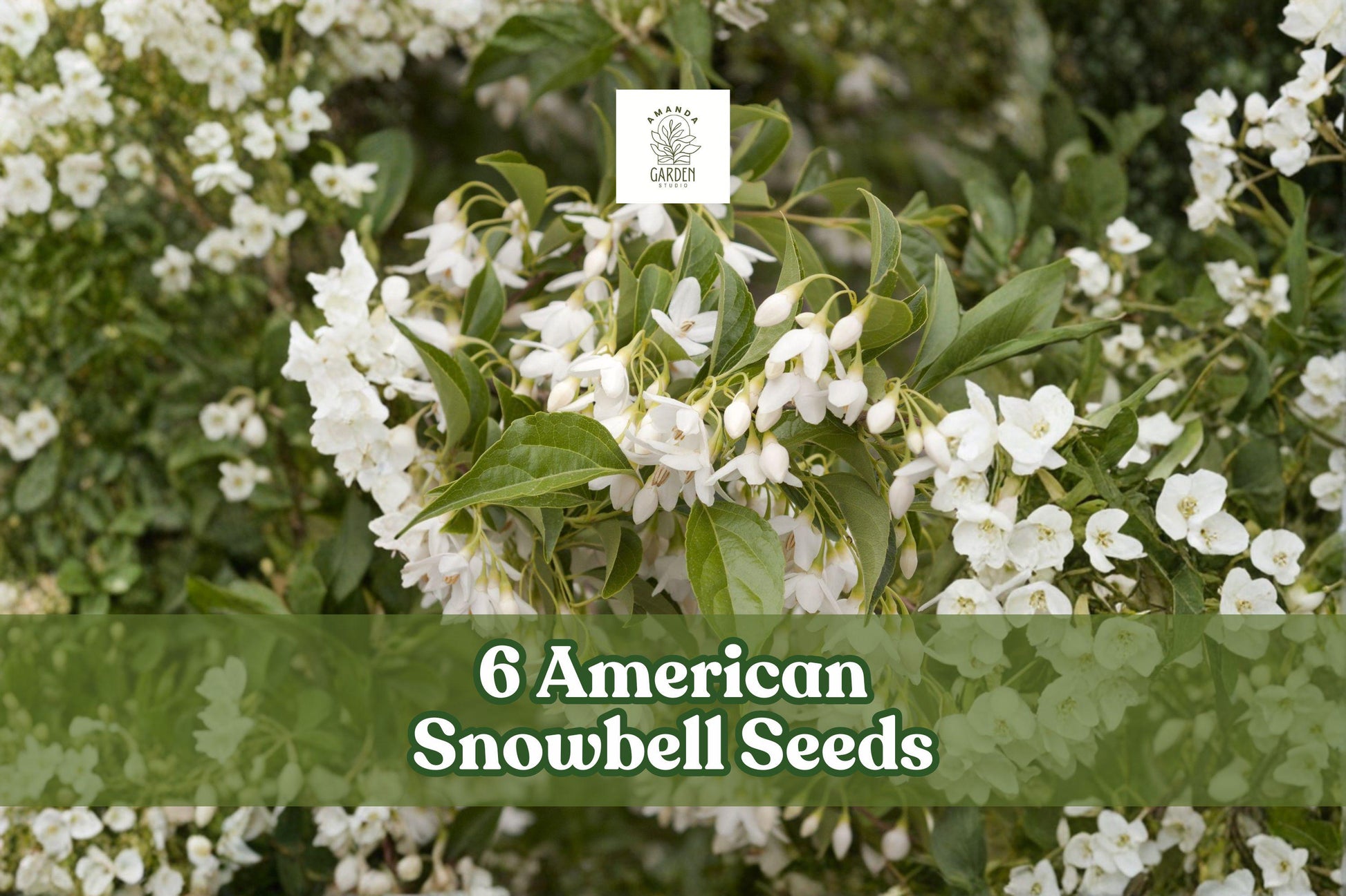 6 American Snowbell Seeds | White Flowering Shrub | Styrax americanus | Hardy Ornamental Plant for Gardens