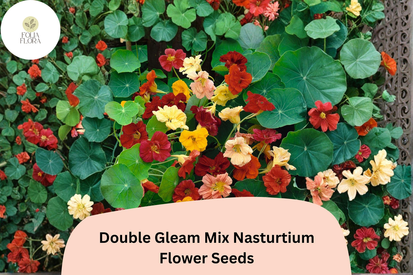 Nasturtium Seeds - 50+ Double Gleam Mix - Colorful Double Petals (Tropaeolum majus) - Orange, Yellow, Red, Peach Blooms