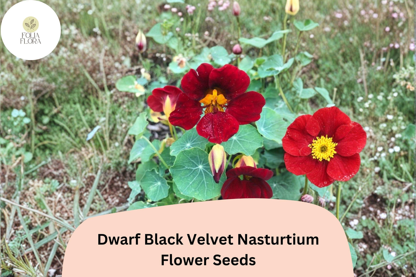 Dwarf Black Velvet Nasturtium Seeds | 50+ Deep Burgundy-Red Blooms | Tropaeolum majus | Compact Annual for Containers & Borders
