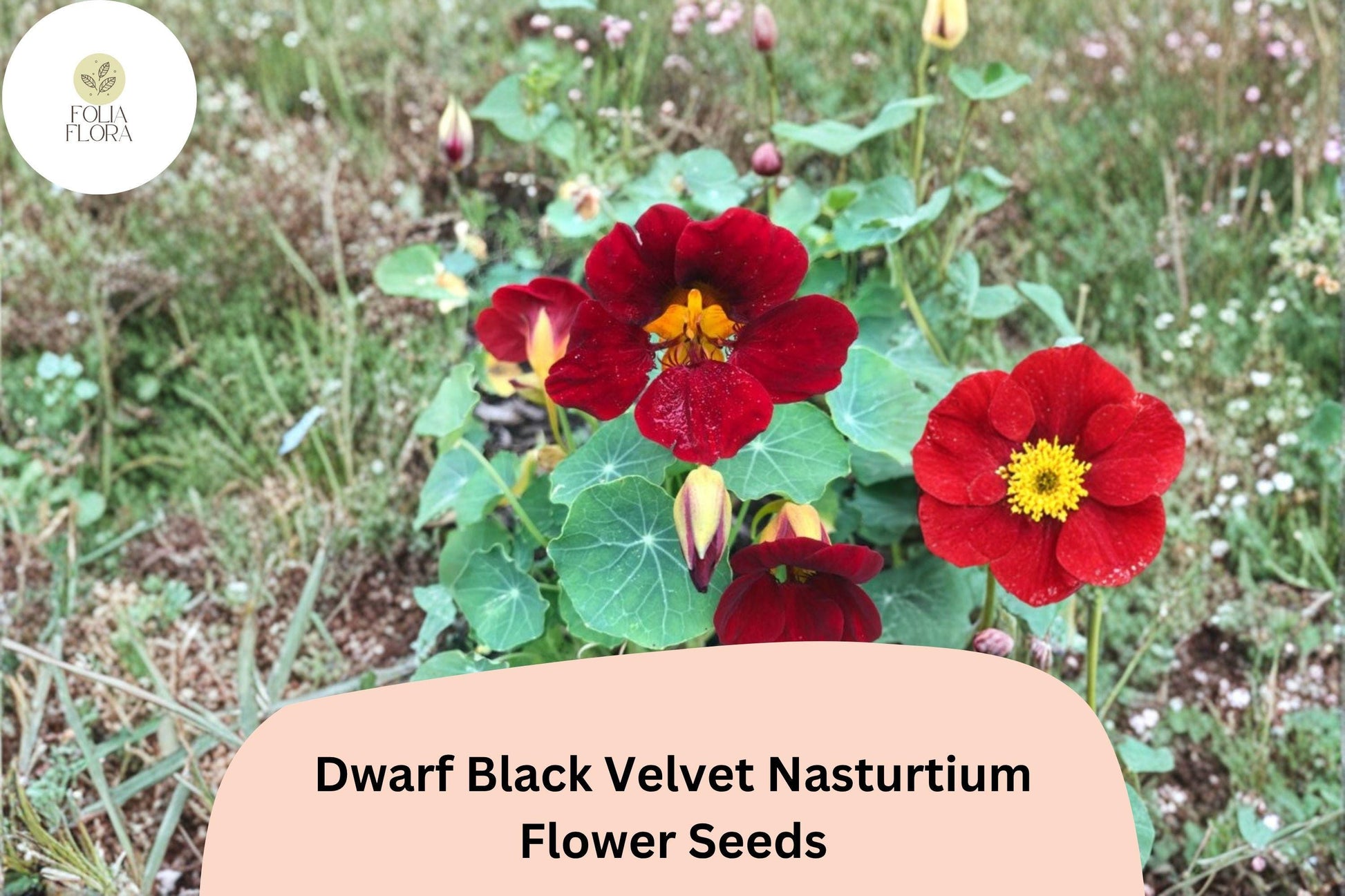 Dwarf Black Velvet Nasturtium Seeds | 50+ Deep Burgundy-Red Blooms | Tropaeolum majus | Compact Annual for Containers & Borders