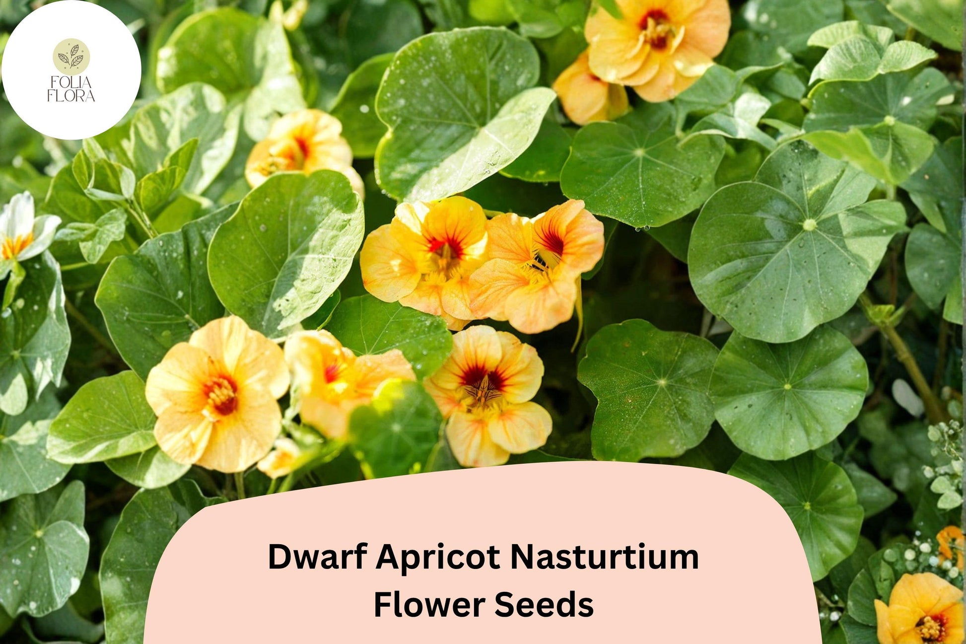 Dwarf Apricot Nasturtium Seeds | 50+ Soft Peach-Orange Blooms | Tropaeolum majus | Easy to Grow Annual for Edging & Containers