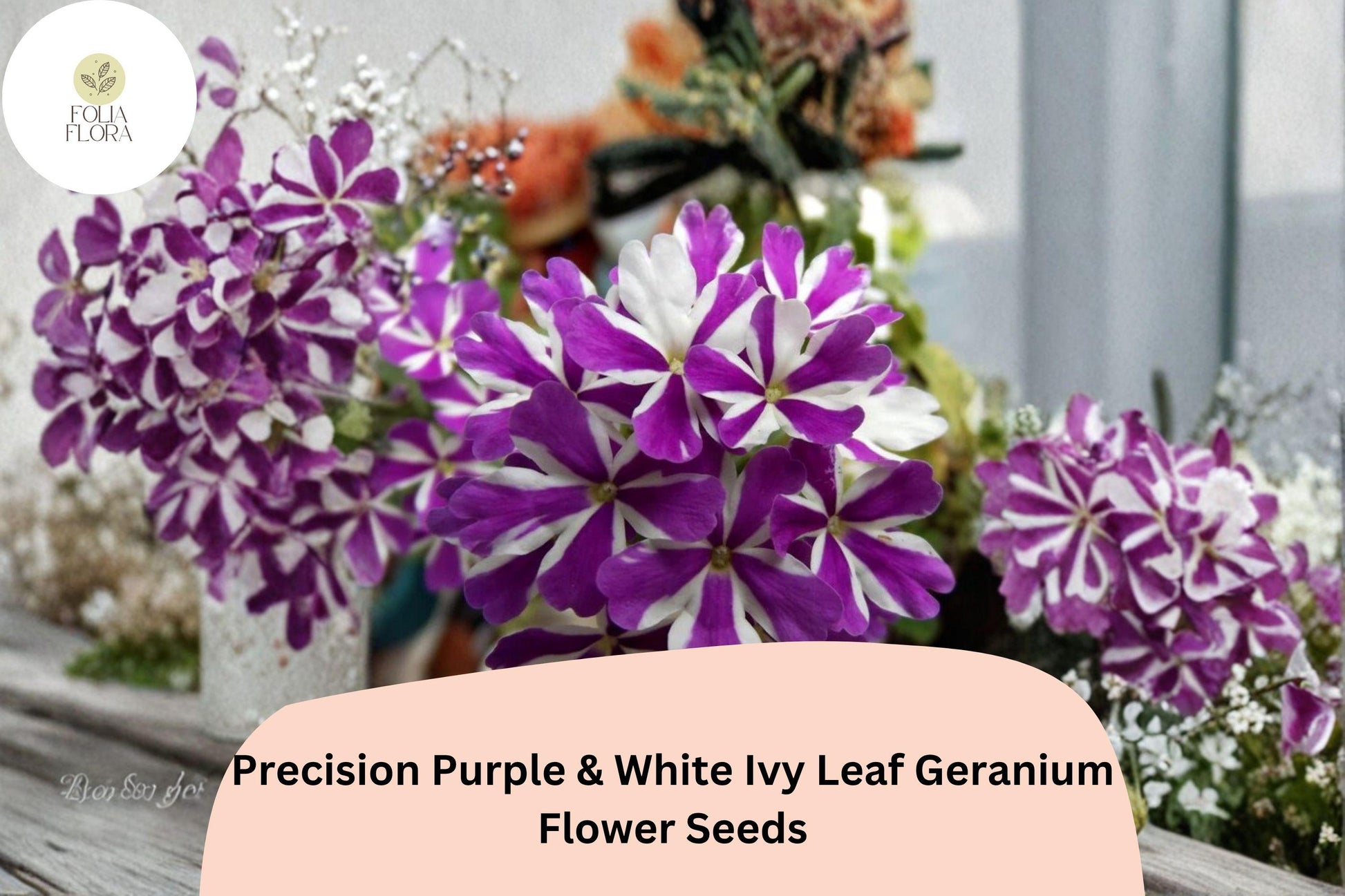 Ivy Leaf Geranium Seeds - 25+ Precision Purple & White Trailing Flowers - Pelargonium peltatum ‘Precision Purple & White’