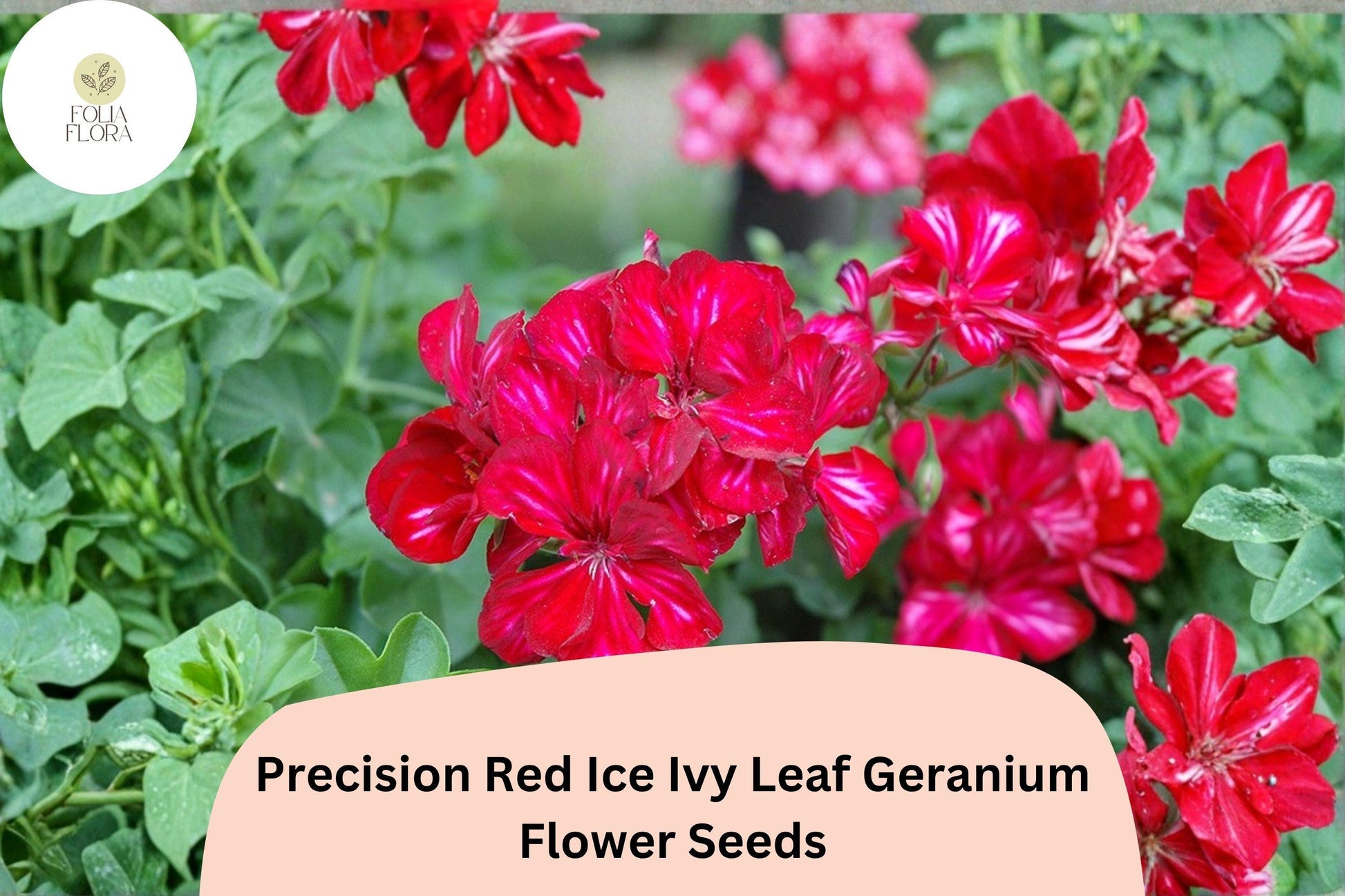 Red Ice Geranium Seeds - 25+ Ivy Leaf Seeds, Trailing Red & White Blooms, Pelargonium peltatum ‘Precision Red Ice’