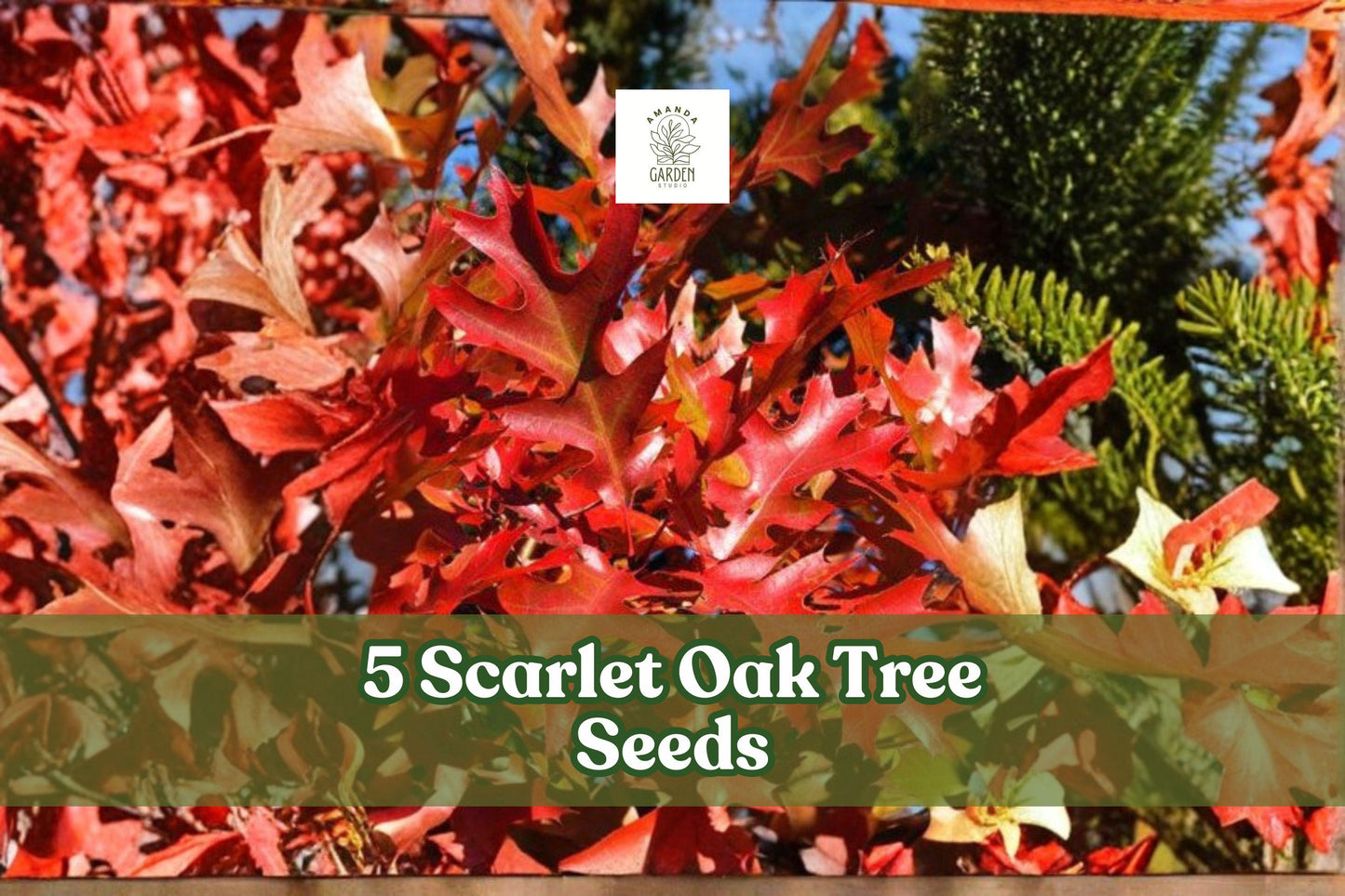 5 Scarlet Oak Tree Seeds - Red Foliage Shade Tree - Quercus coccinea - Premium Quality for Gardening and Landscaping