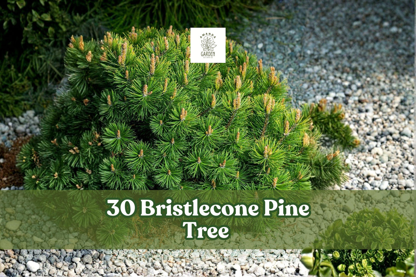 30 Bristlecone Pine Seeds – Pinus aristata – Bonsai Alpine Conifer – Hardy Evergreen for Rock Gardens and Landscapes