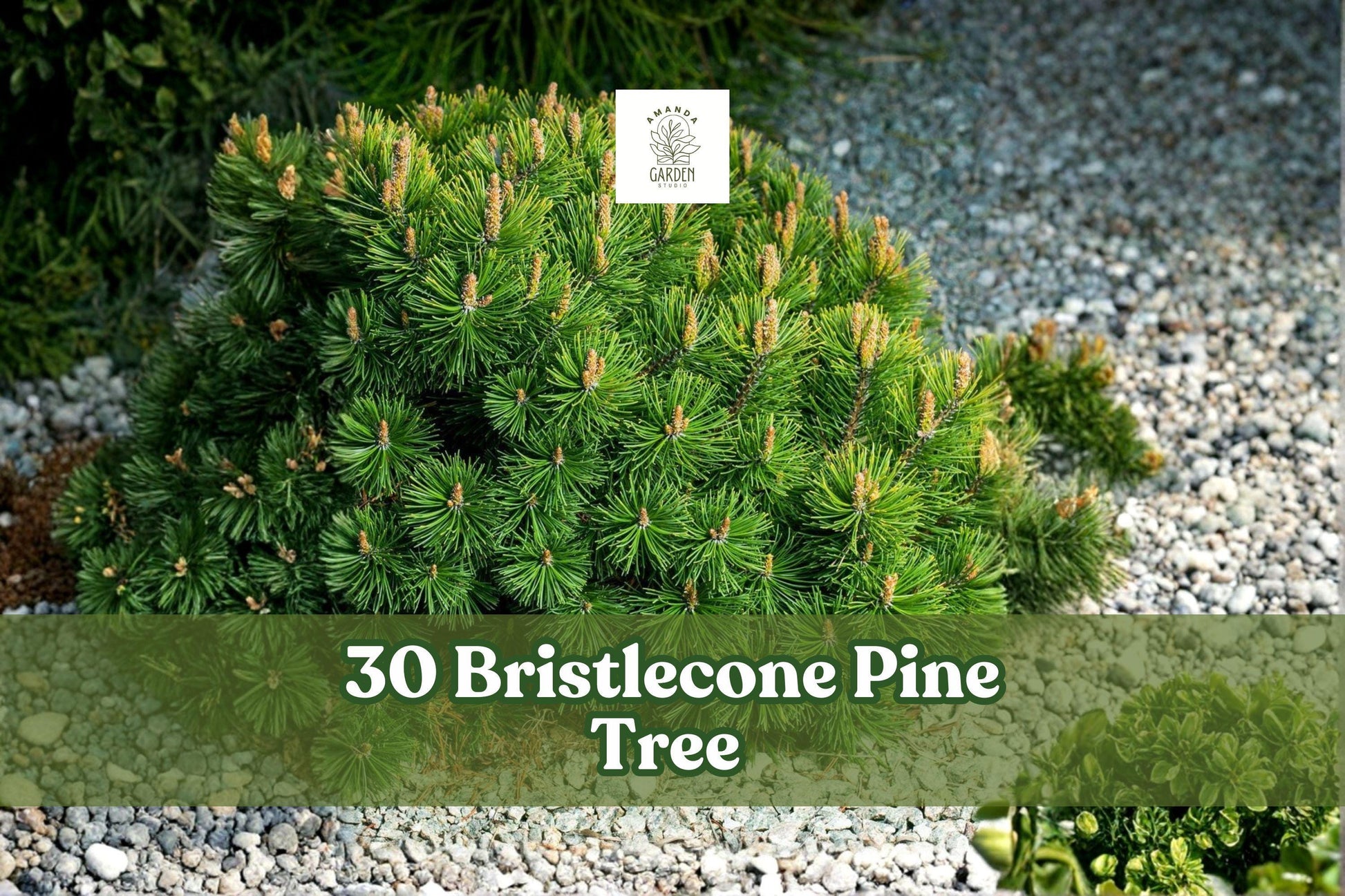 30 Bristlecone Pine Seeds – Pinus aristata – Bonsai Alpine Conifer – Hardy Evergreen for Rock Gardens and Landscapes