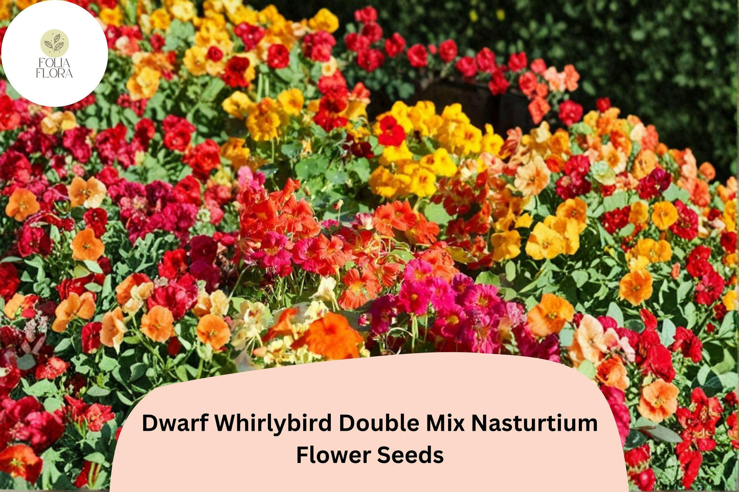 Dwarf Whirlybird Double Mix Nasturtium Seeds - 50+ Seeds - Tropaeolum majus - Vibrant Double Blooms in Red, Orange, Yellow, Peach