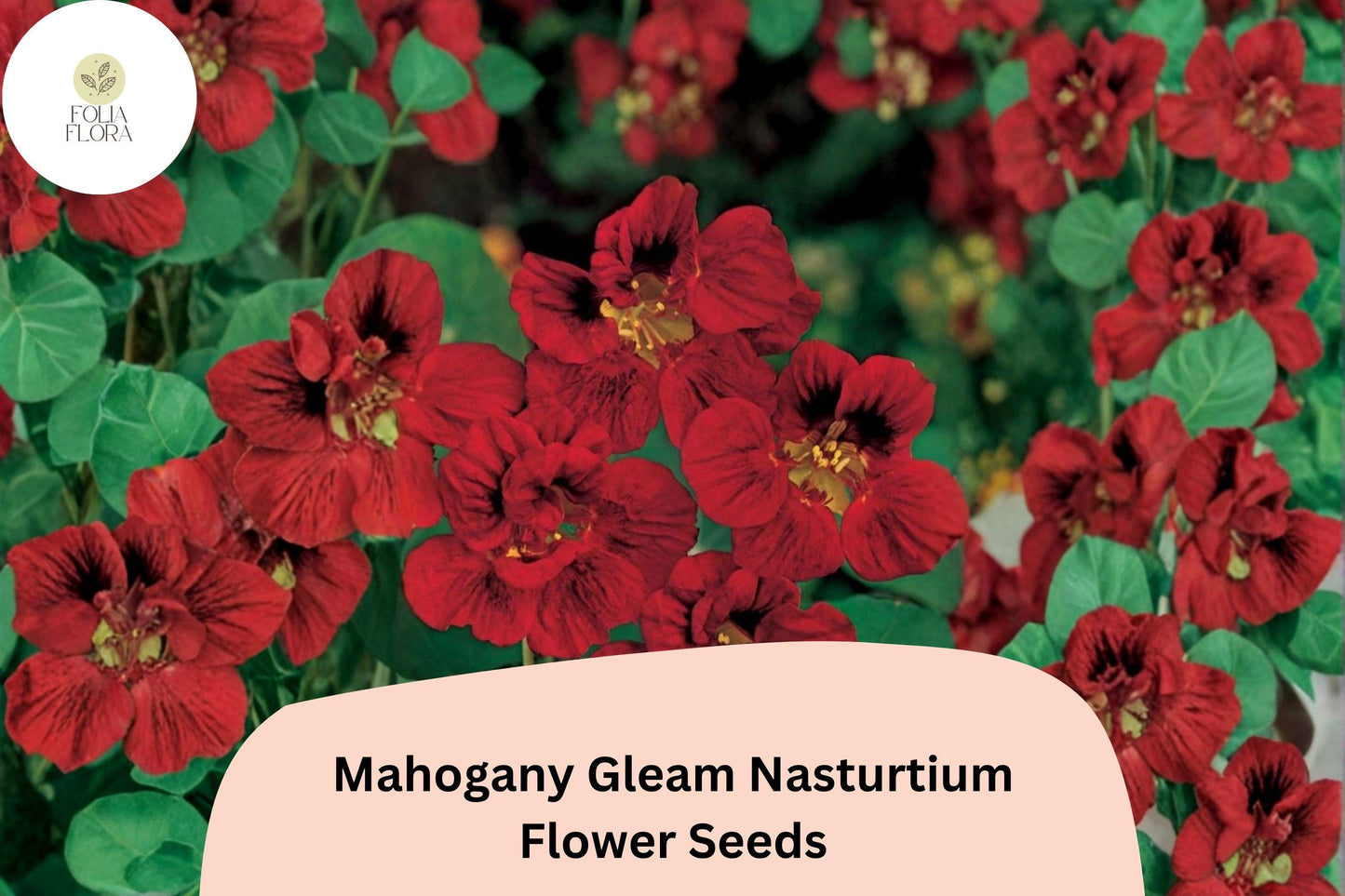 Mahogany Gleam Nasturtium Seeds - 50+ Tropaeolum majus - Deep Mahogany-Red Blooms - Semi-Trailing, Easy to Grow, Attracts Pollinators