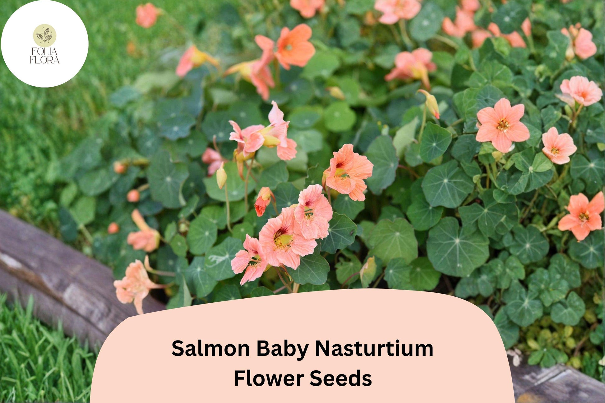 Salmon Baby Nasturtium Seeds - 50+ Tropaeolum majus - Compact Dwarf Variety with Soft Salmon-Pink Blooms for Containers & Borders