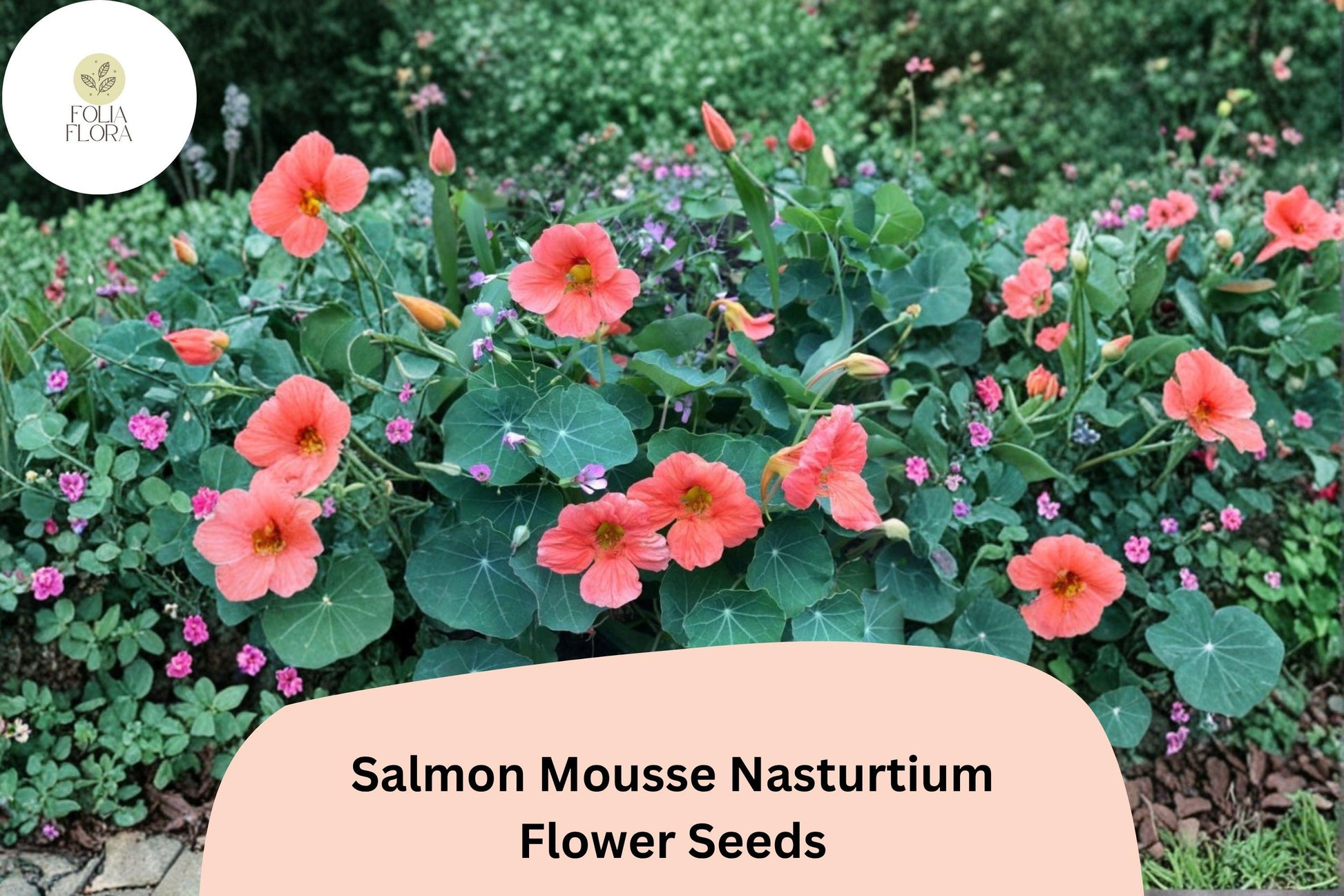 Nasturtium Seeds - 50+ Salmon Mousse, Soft Salmon-Peach Blooms, Compact Annual, Tropaeolum majus for Containers & Small Gardens