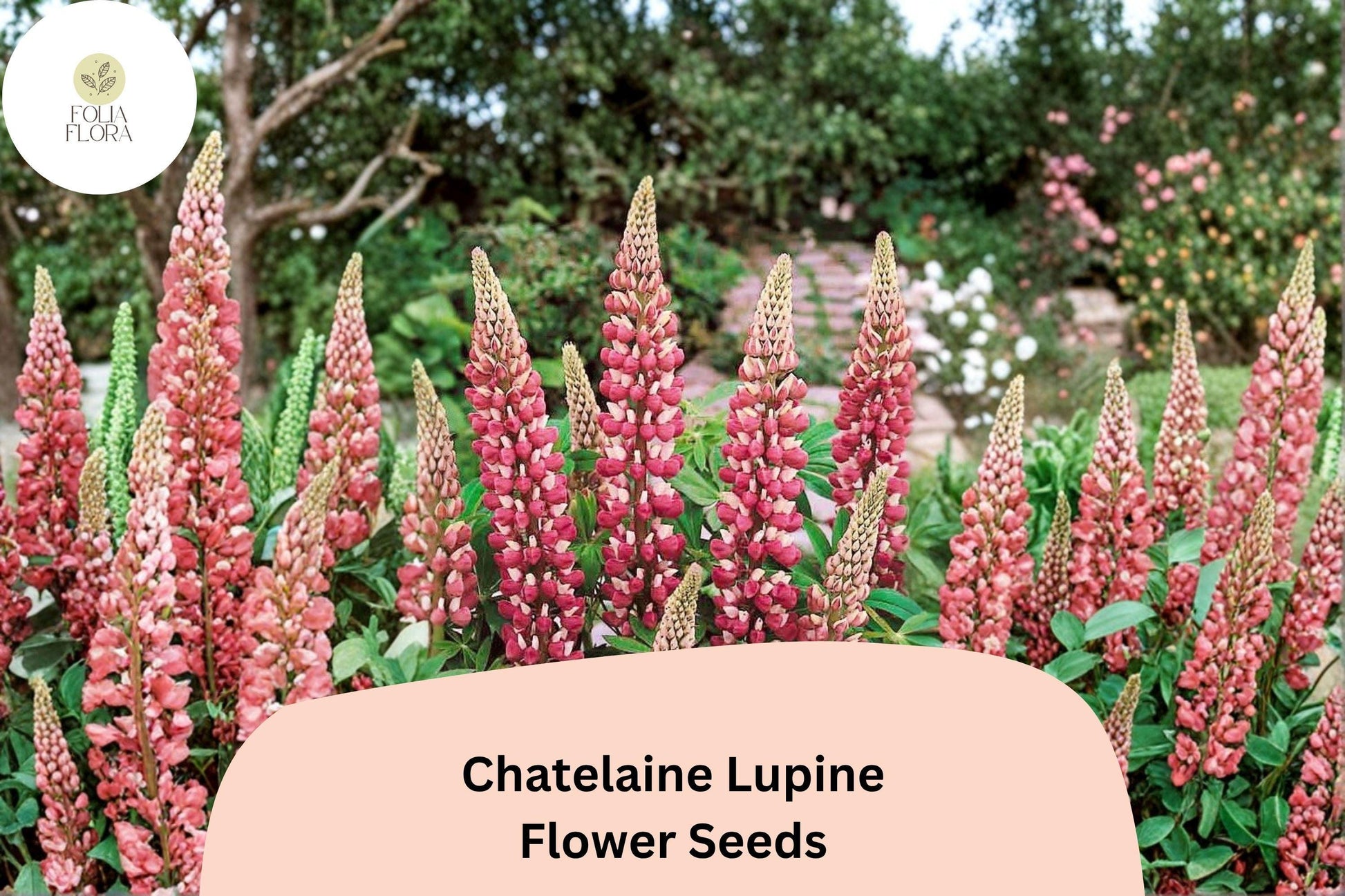 Chatelaine Lupine Seeds | 25+ Pink & White Blooms | Perennial Flower for Borders | Lupinus | Attracts Pollinators