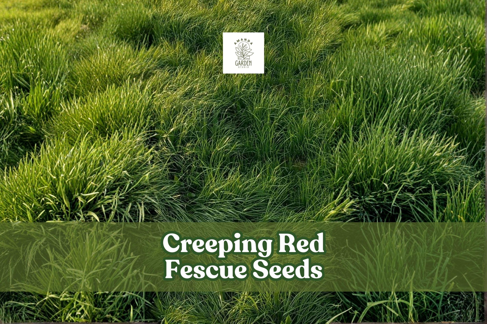 Creeping Red Fescue Seeds 1,000 Count | Festuca rubra | Shade Tolerant Groundcover | Low-Maintenance Lawn Grass