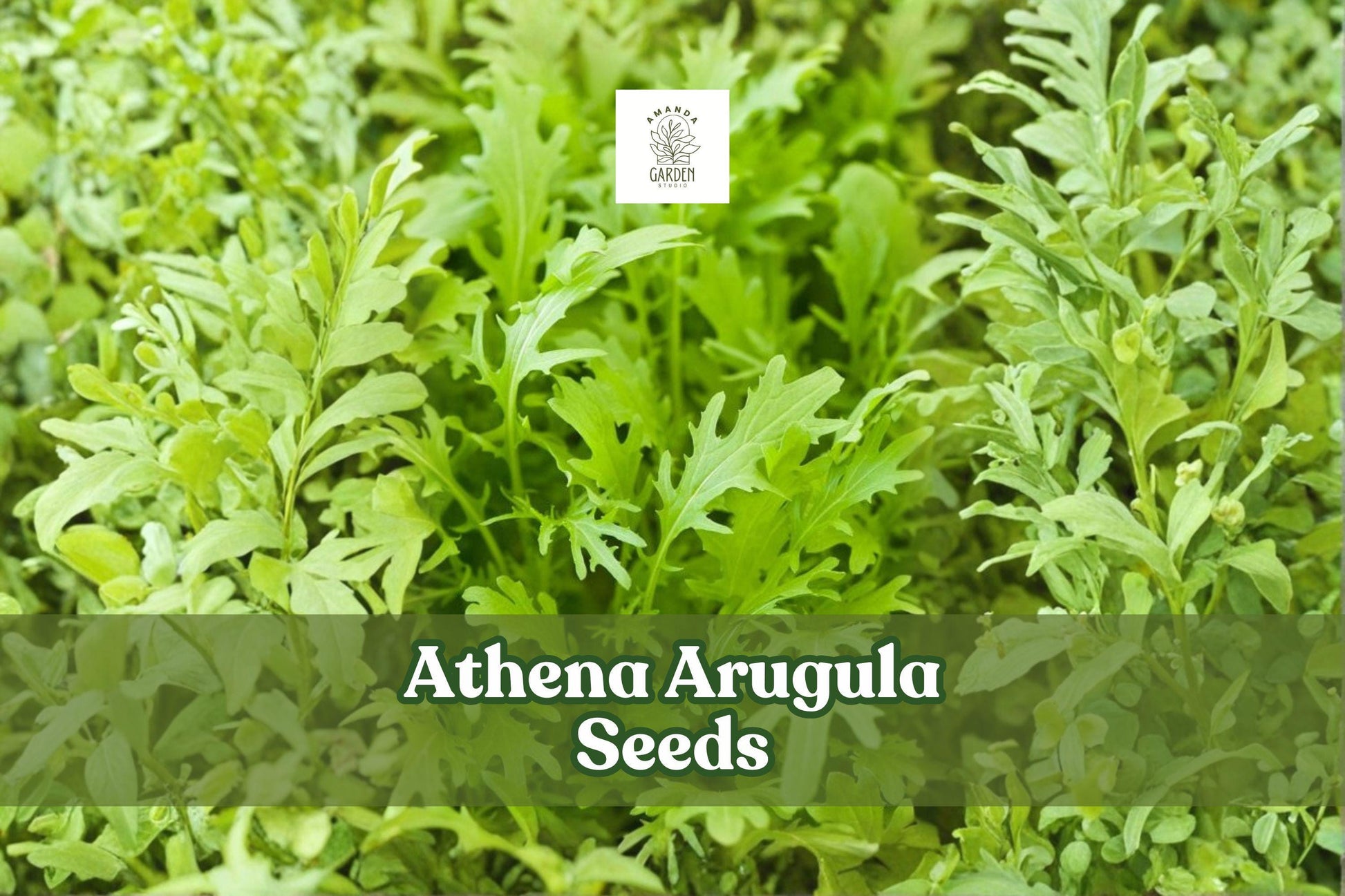 200 Athena Arugula Seeds | Fast-Growing Salad Green | Eruca vesicaria | Non-GMO, Ideal for Home Garden & Containers