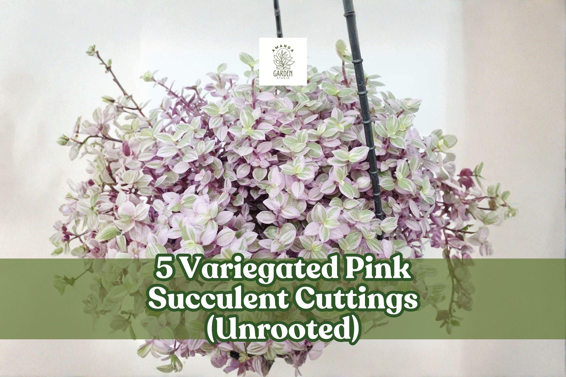 5 Variegated Pink Succulent Cuttings - Trailing Houseplant Decor - Callisia repens variegata - Unrooted Indoor Plant Accents