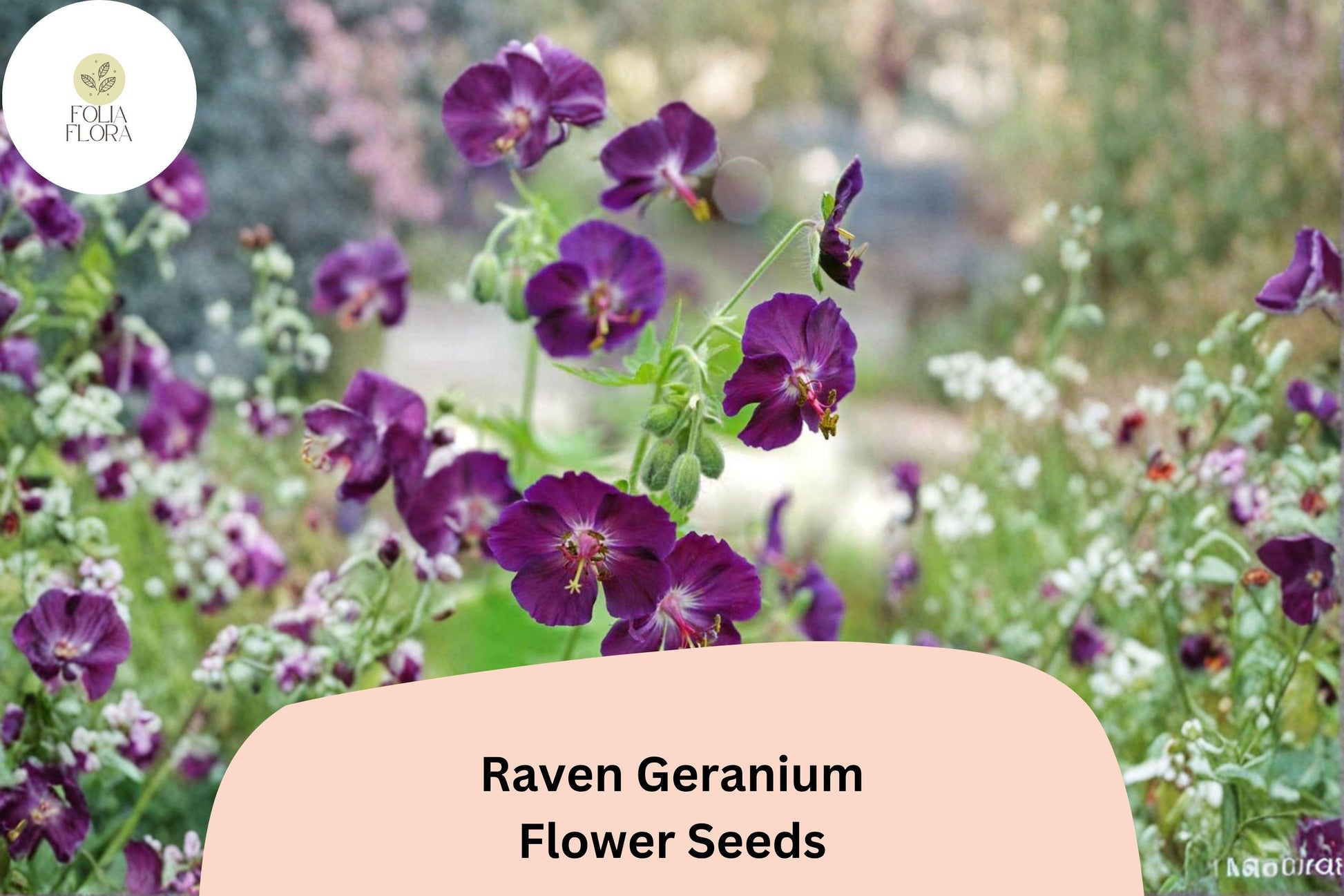 Raven Geranium Seeds | 25+ Deep Purple Perennial | Geranium 'Raven' for Pollinator Gardens