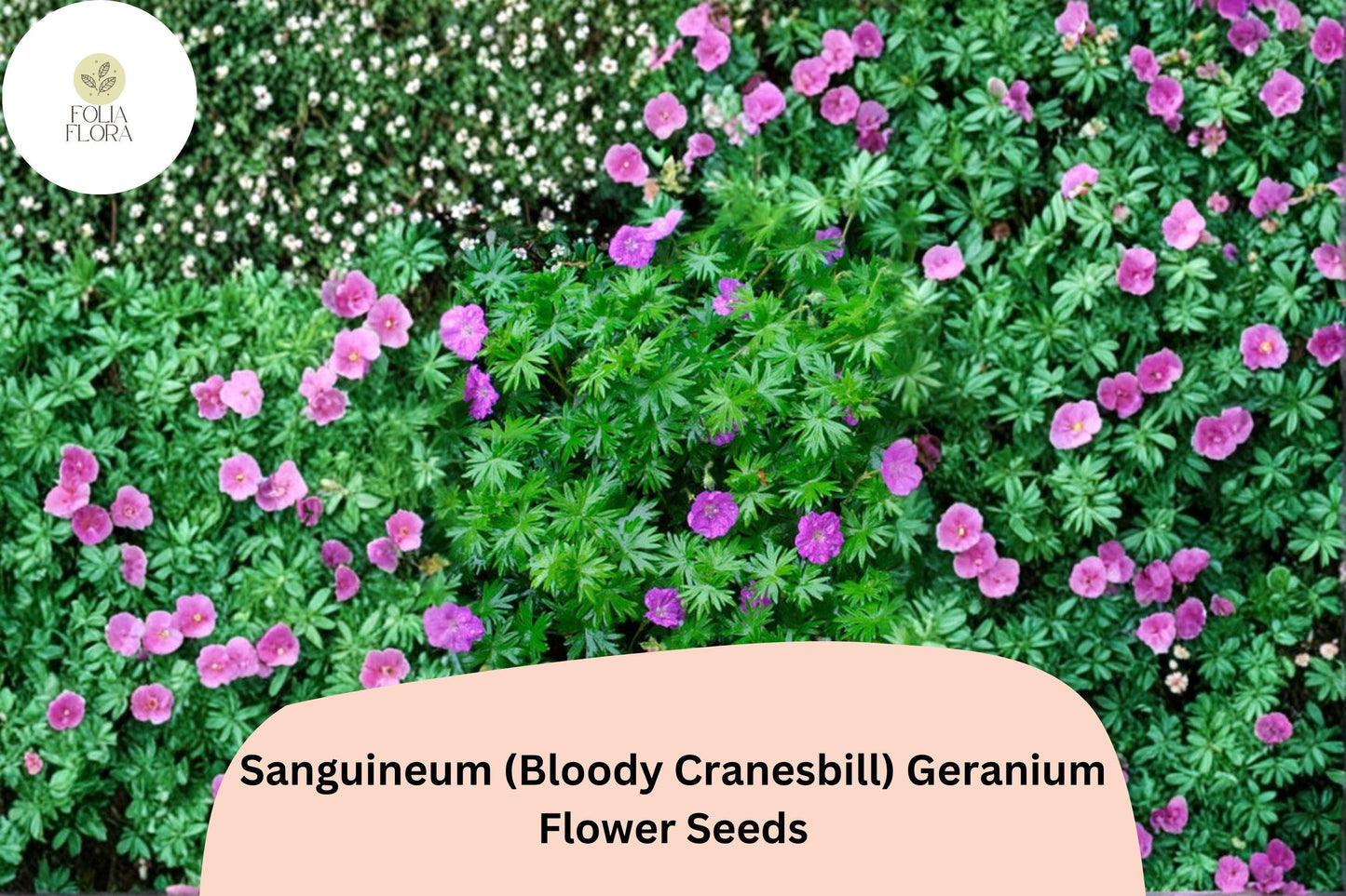 25+ Geranium Seeds | Sanguineum Bloody Cranesbill Purple Perennial | Geranium sanguineum | Drought-Tolerant Ground Cover