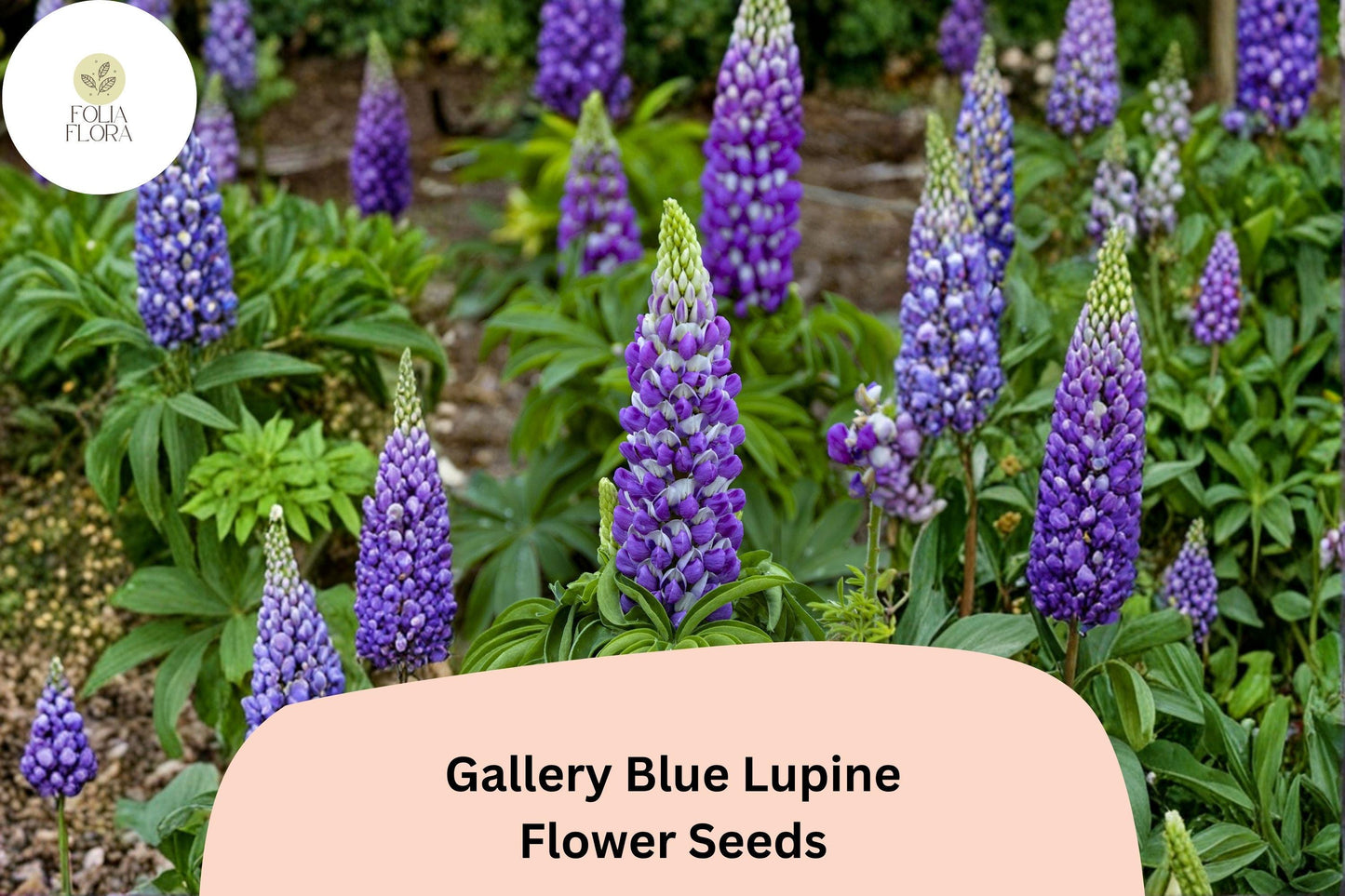 25+ Gallery Blue Lupine Seeds | Purple Flower Spikes | Lupinus polyphyllus | Perennial for Pollinator Gardens