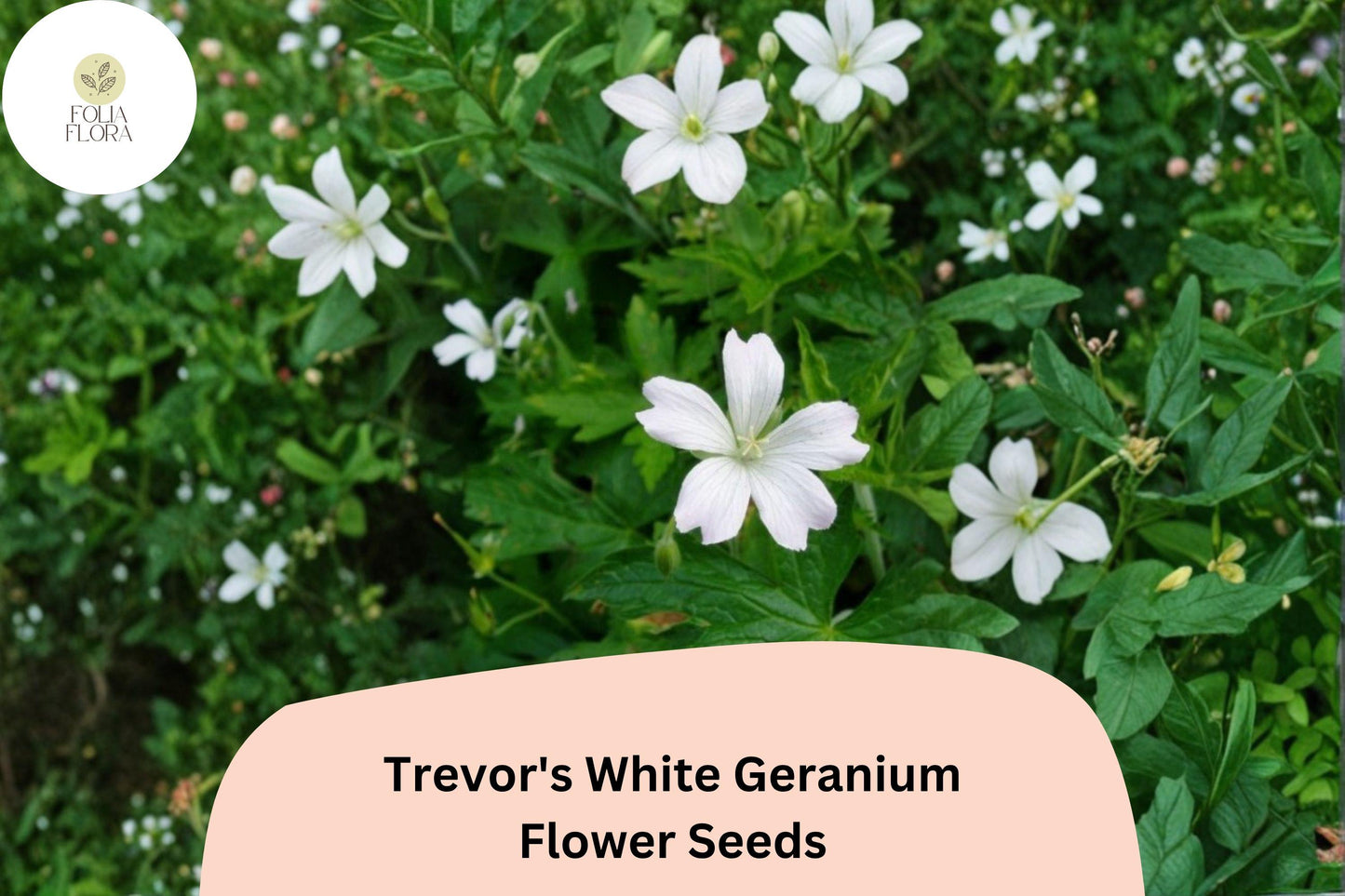 25+ Trevor's White Geranium Seeds | Hardy Perennial Cranesbill | White Blooms | Geranium 'Trevor's White'