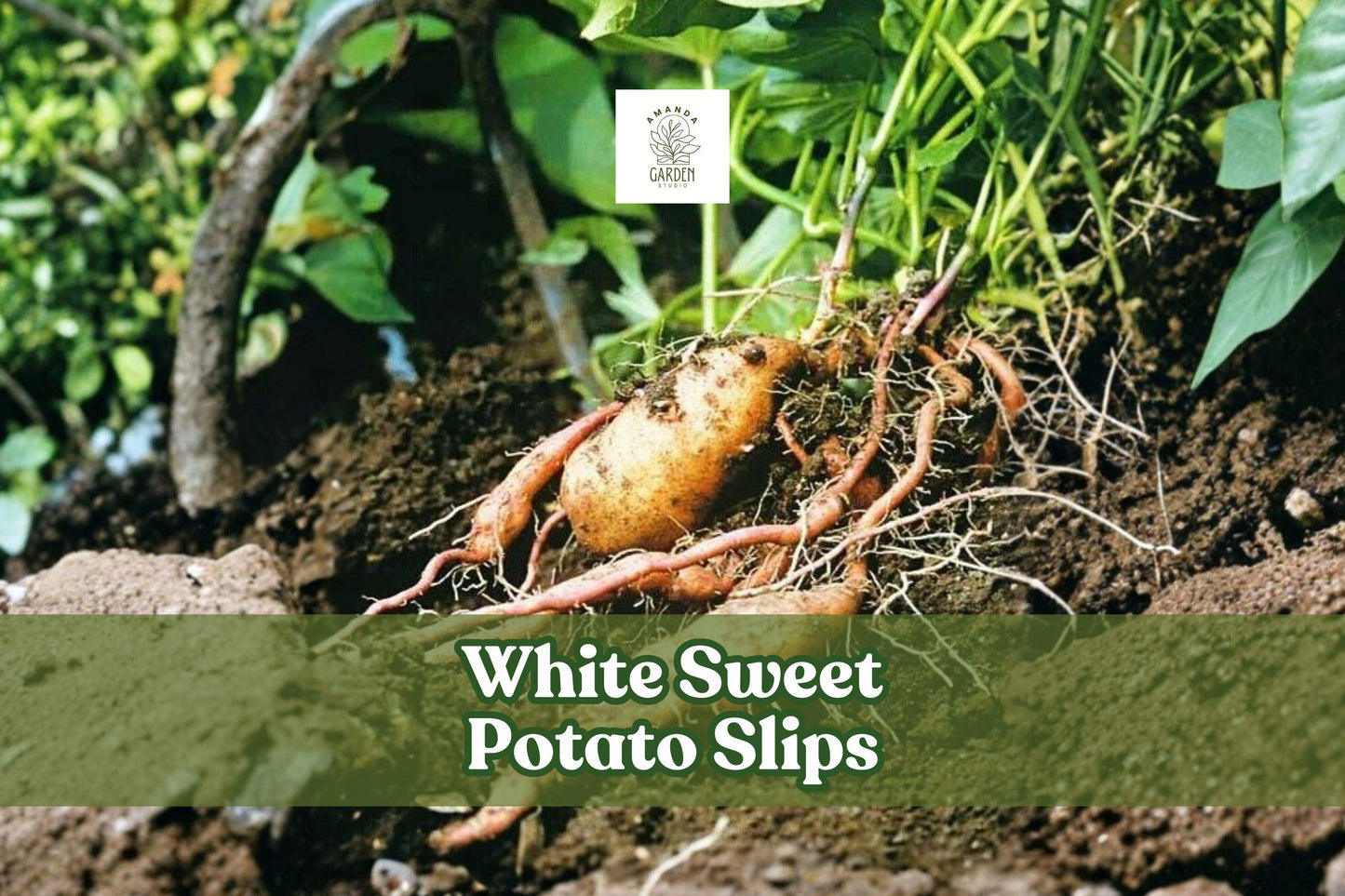 3 Live White Sweet Potato Slips | Non-GMO Heirloom | Ipomoea batatas | Edible Garden Starter Plants