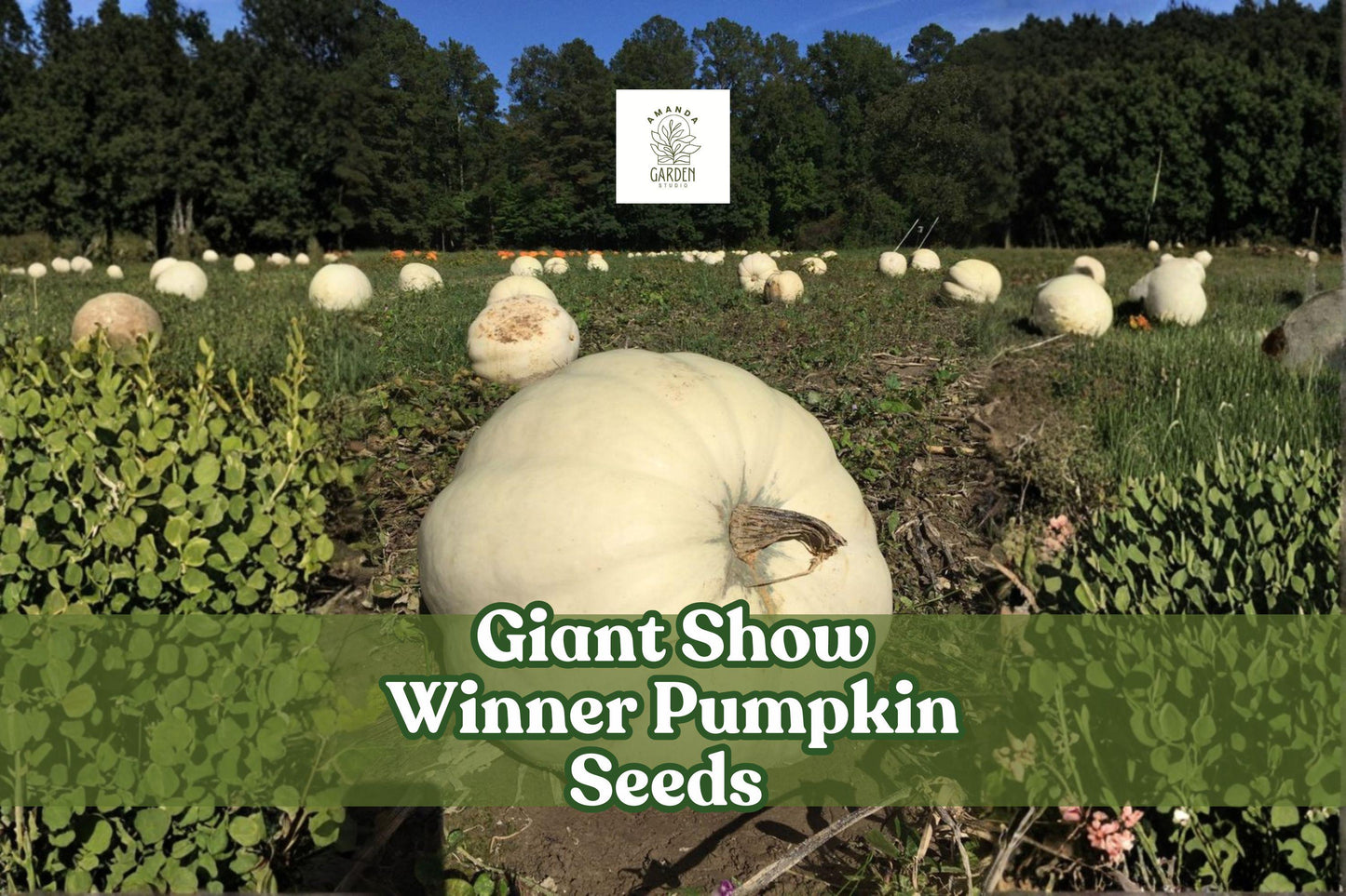 Giant Show Winner Pumpkin Seeds - 5 Rare Heirloom Cucurbita maxima for Giant Pumpkins - Non-GMO, Extra-Large Fruit, Competition-Ready