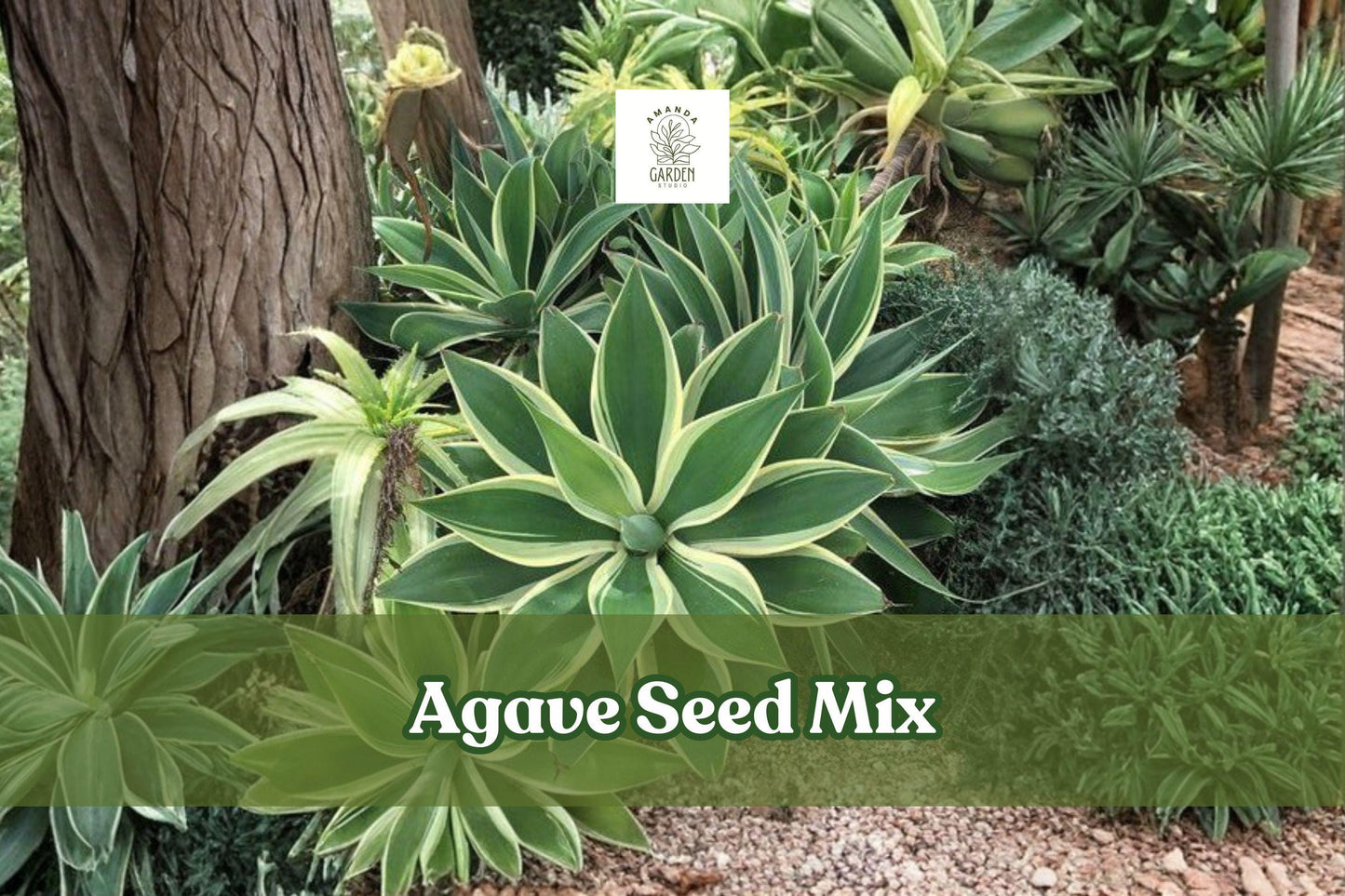 Agave Seeds Mix | 50 Rare Succulent Seeds | Drought-Tolerant Varieties | Agave spp.