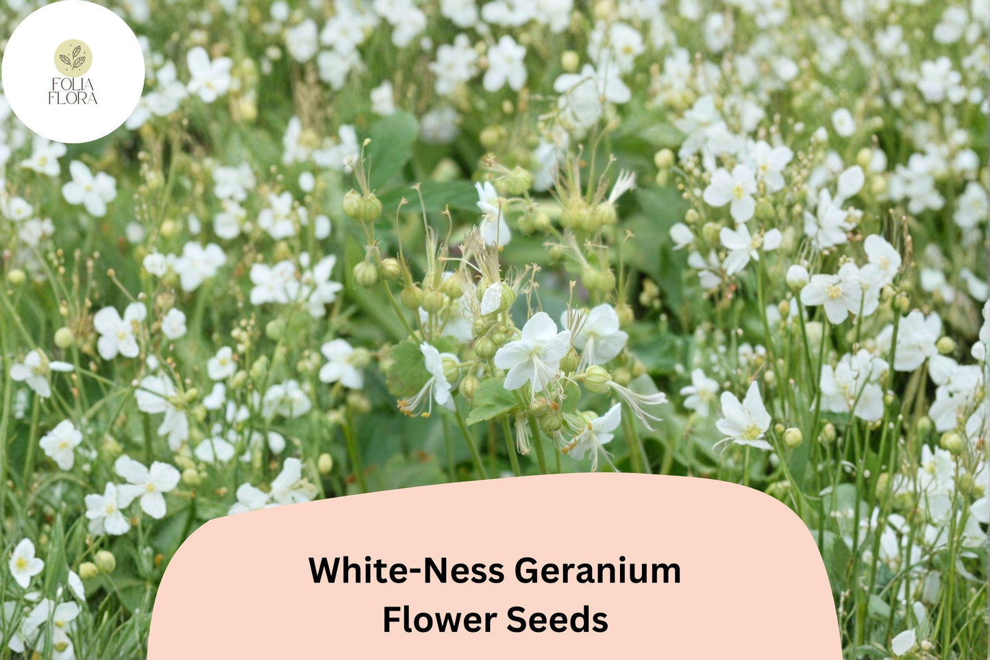 25+ White-Ness Geranium Seeds | Hardy Perennial Cranesbill | White Blooms | Geranium ‘White-Ness’ for Garden Borders