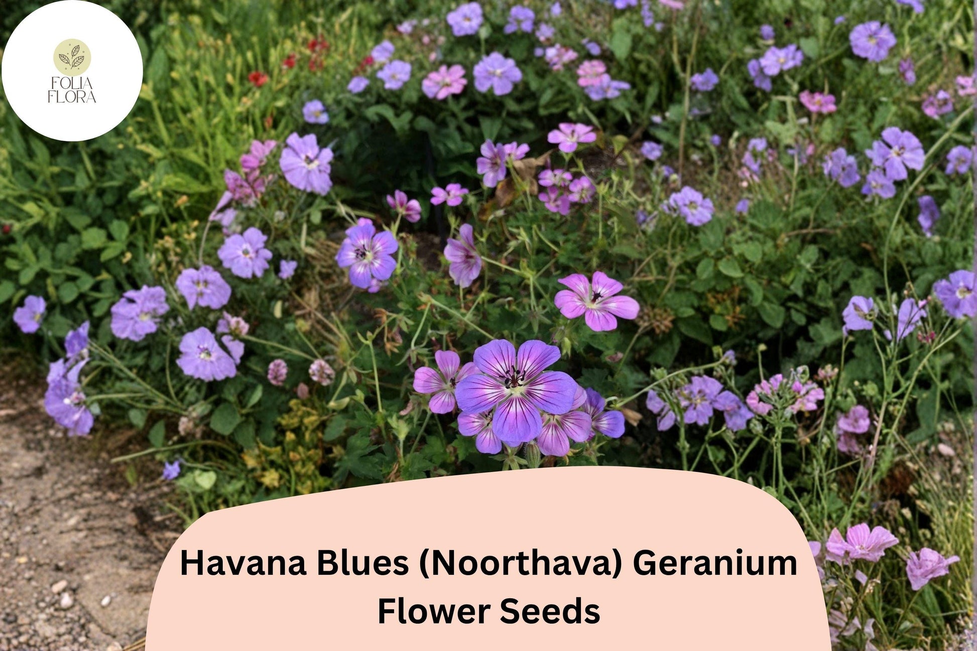 25+ Geranium Seeds | Purple-Blue Havana Blues (Noorthava) | Hardy Perennial Flower | Attracts Bees & Butterflies