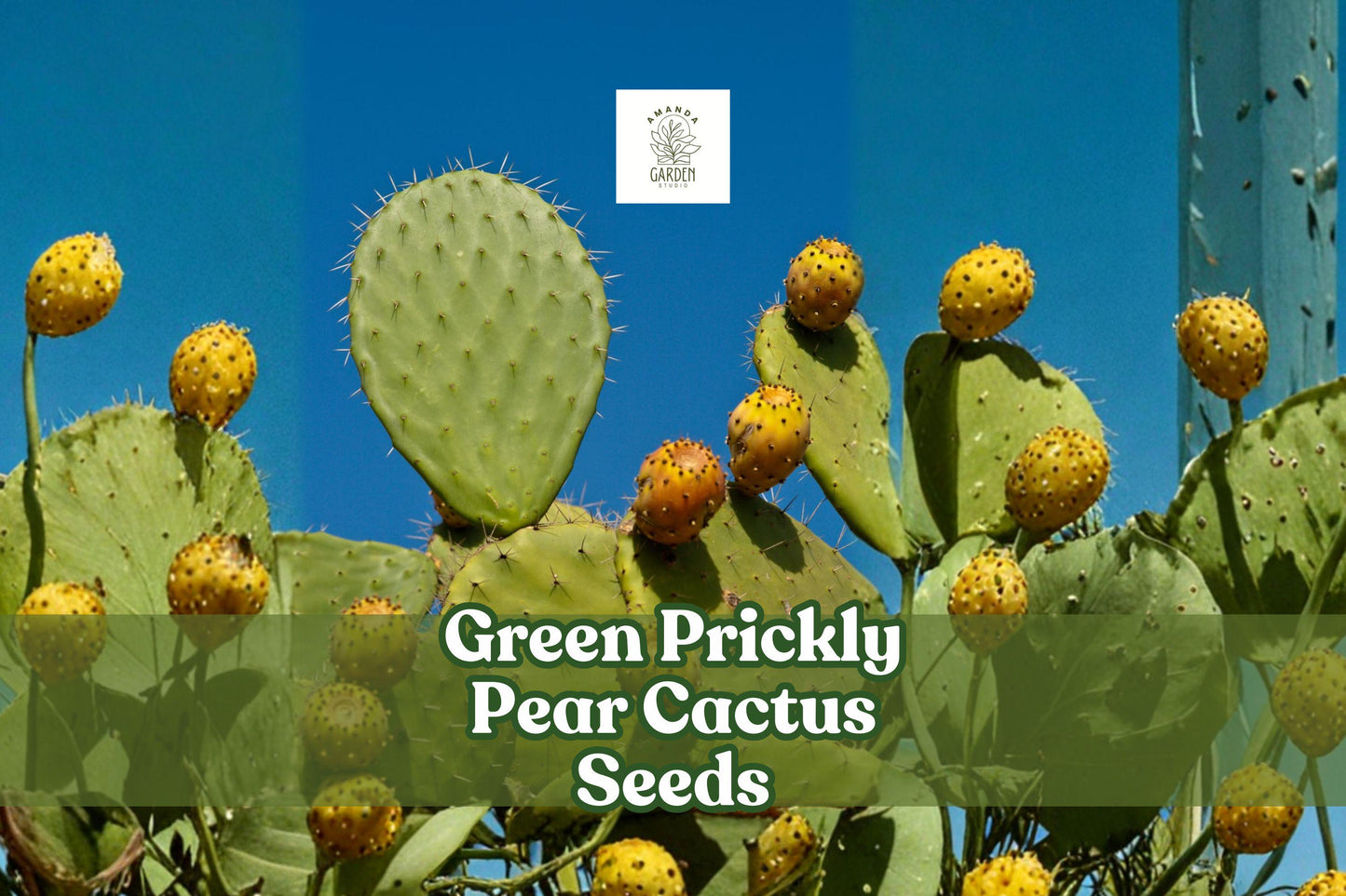 50 Green Prickly Pear Cactus Seeds | Opuntia spp. | Drought-Tolerant Succulent | Rare Desert Plant for Garden & Pots